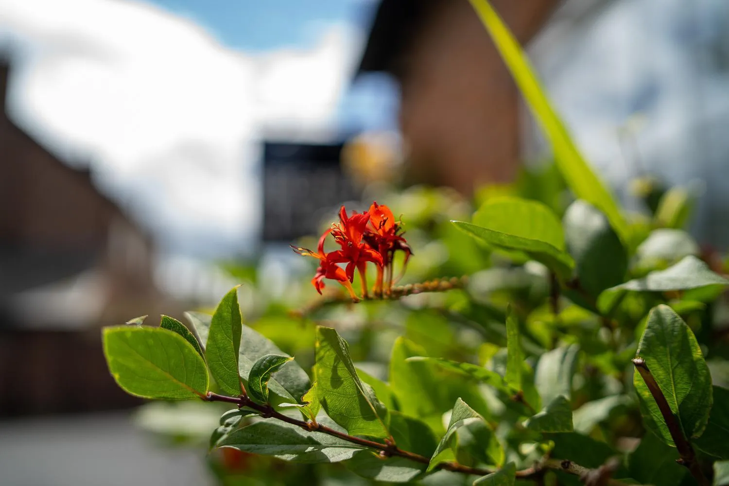 Property building in Higher Farm