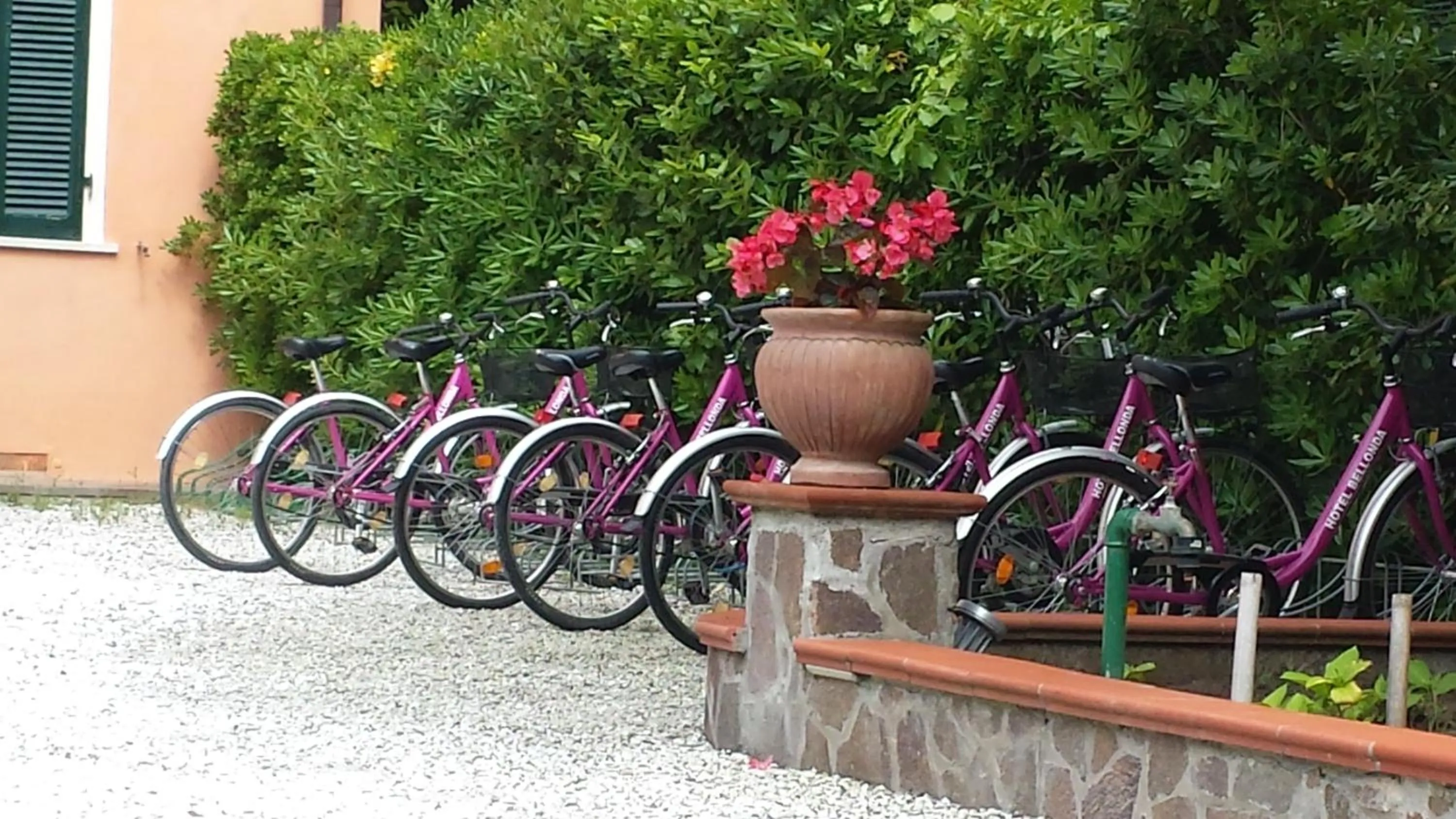 Garden in Hotel Bellonda