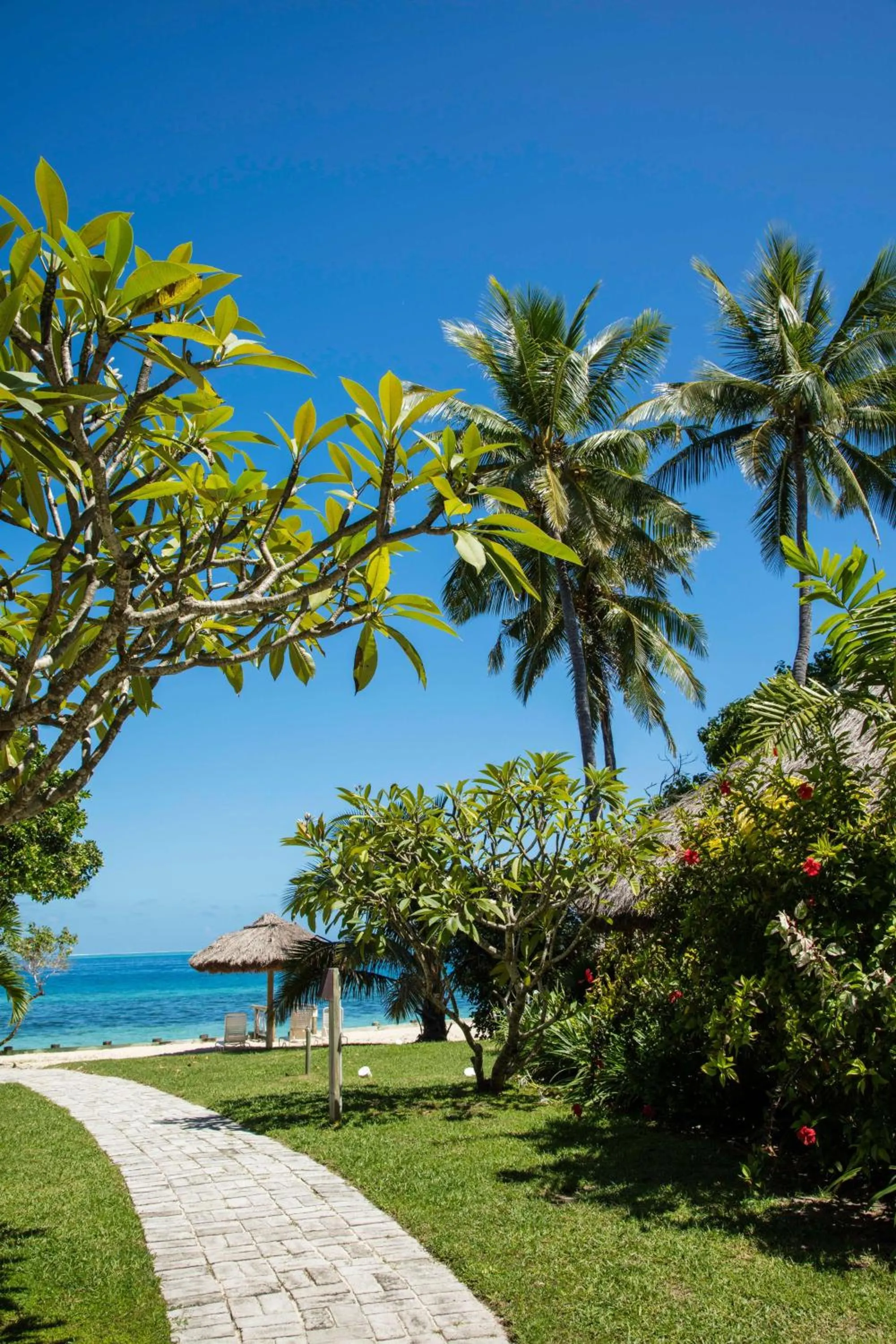 Garden in Castaway Island, Fiji