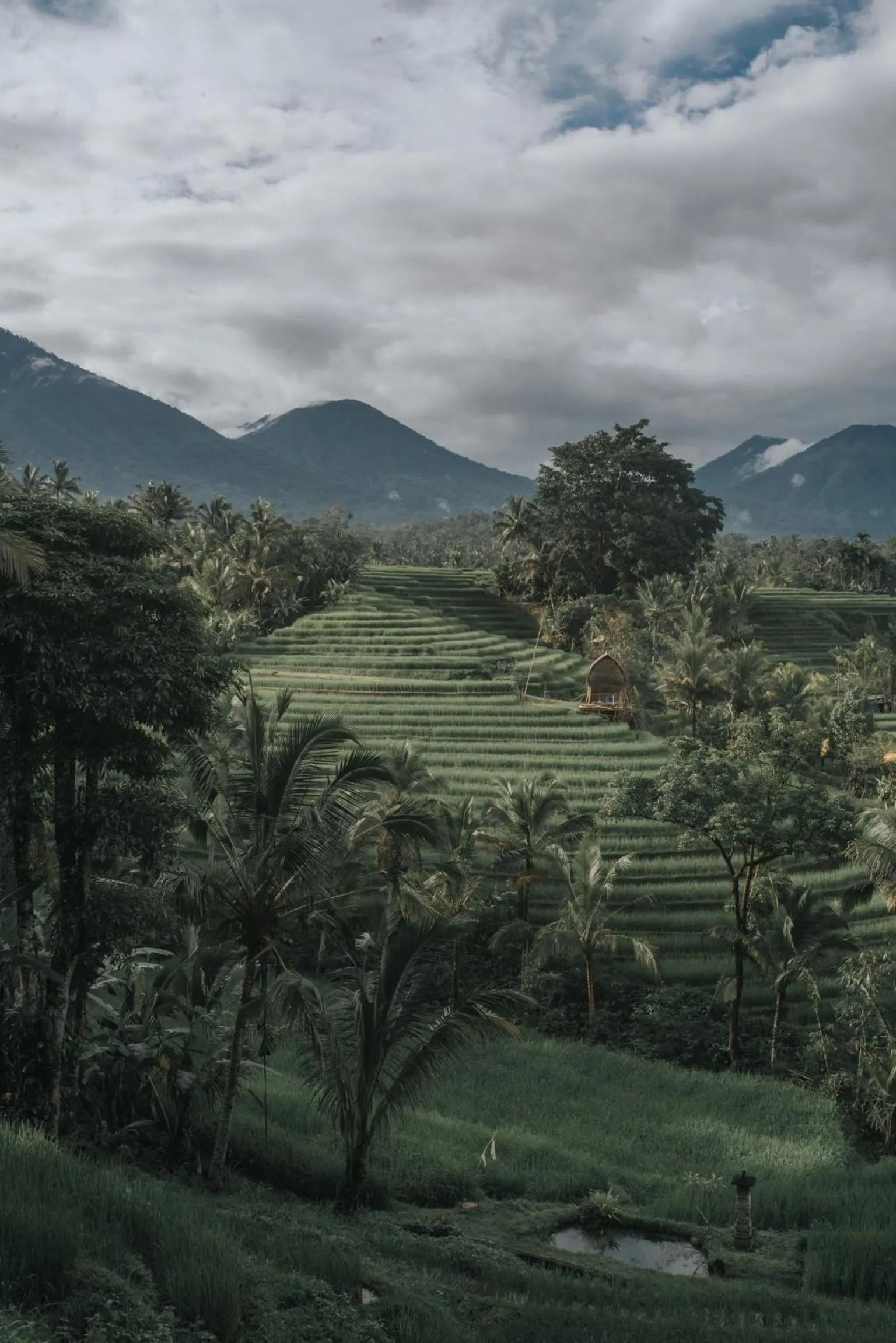 Natural landscape in Saridevi Ecolodge