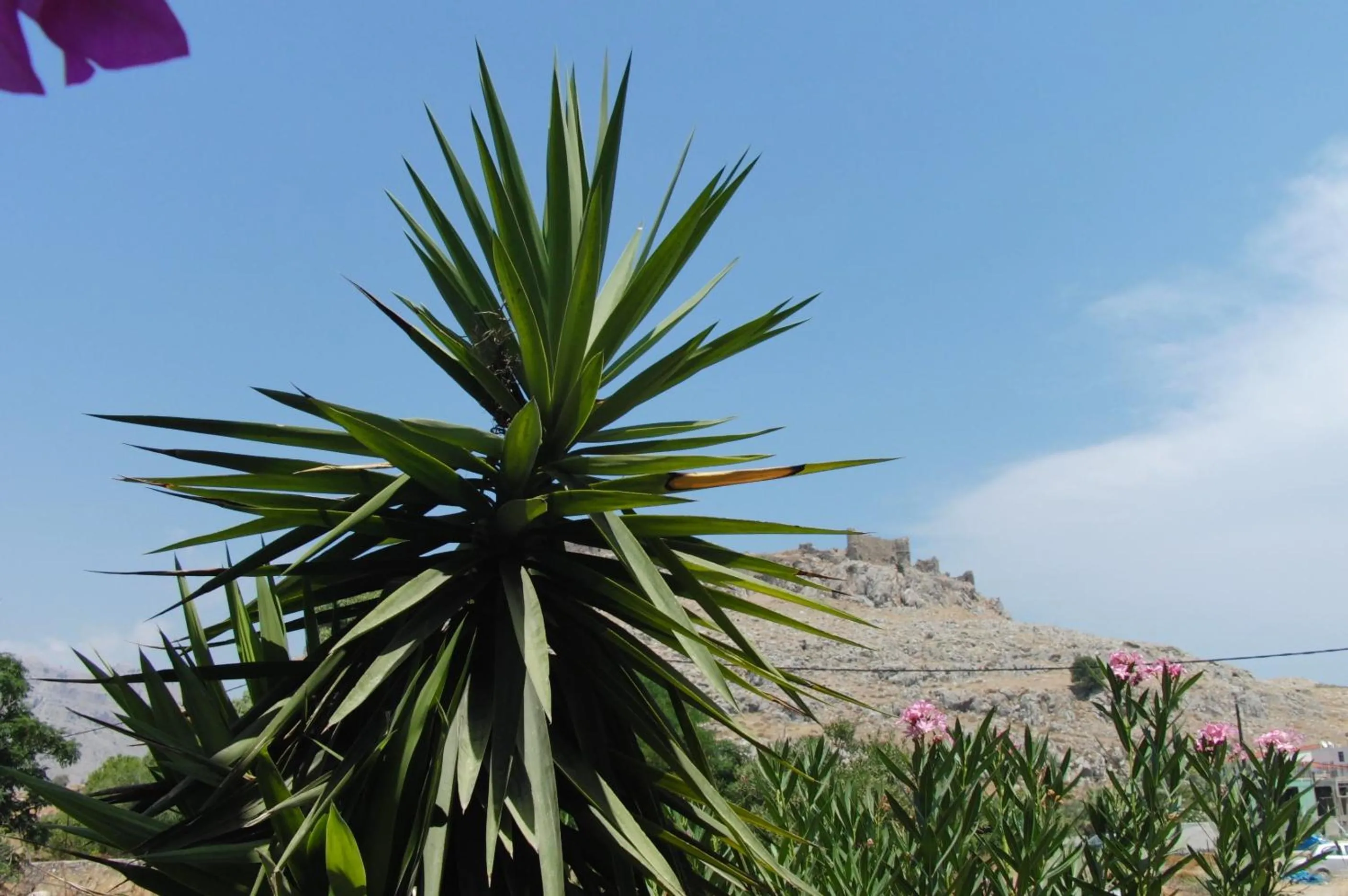 Natural landscape in Castle View Apartments