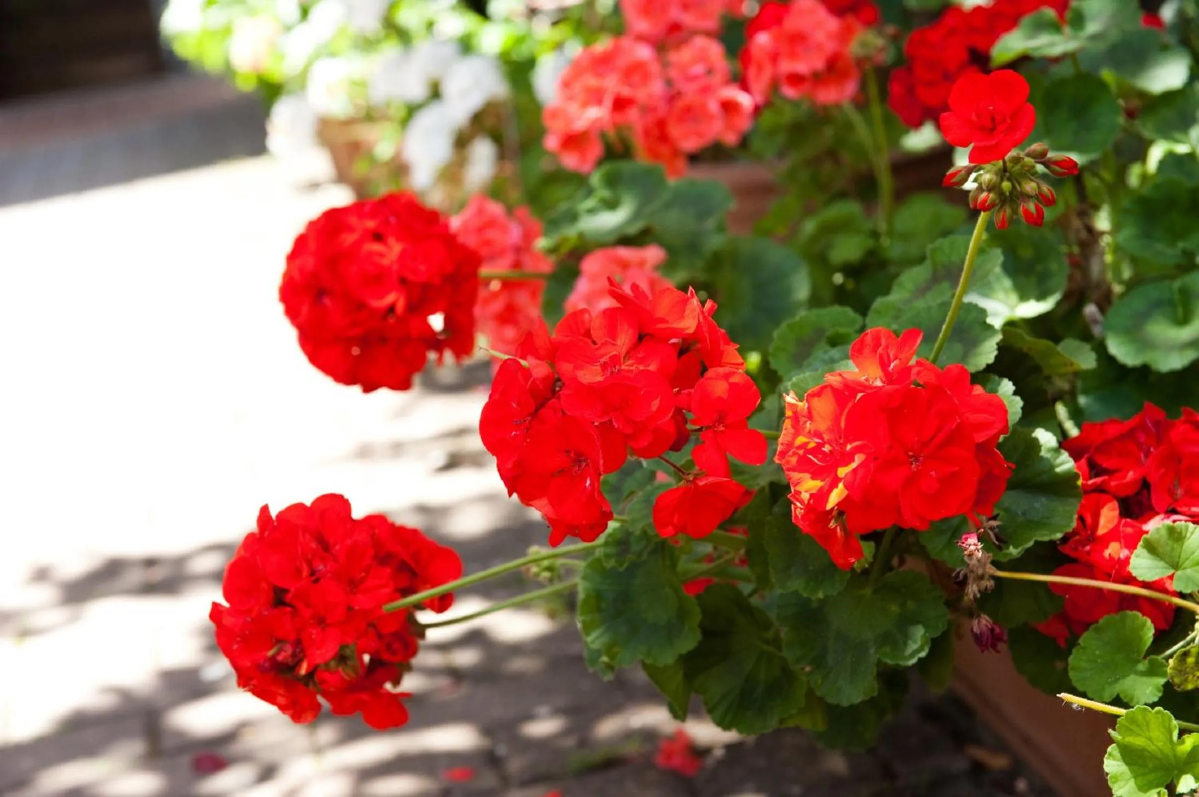 Garden in Hotel La Toscana