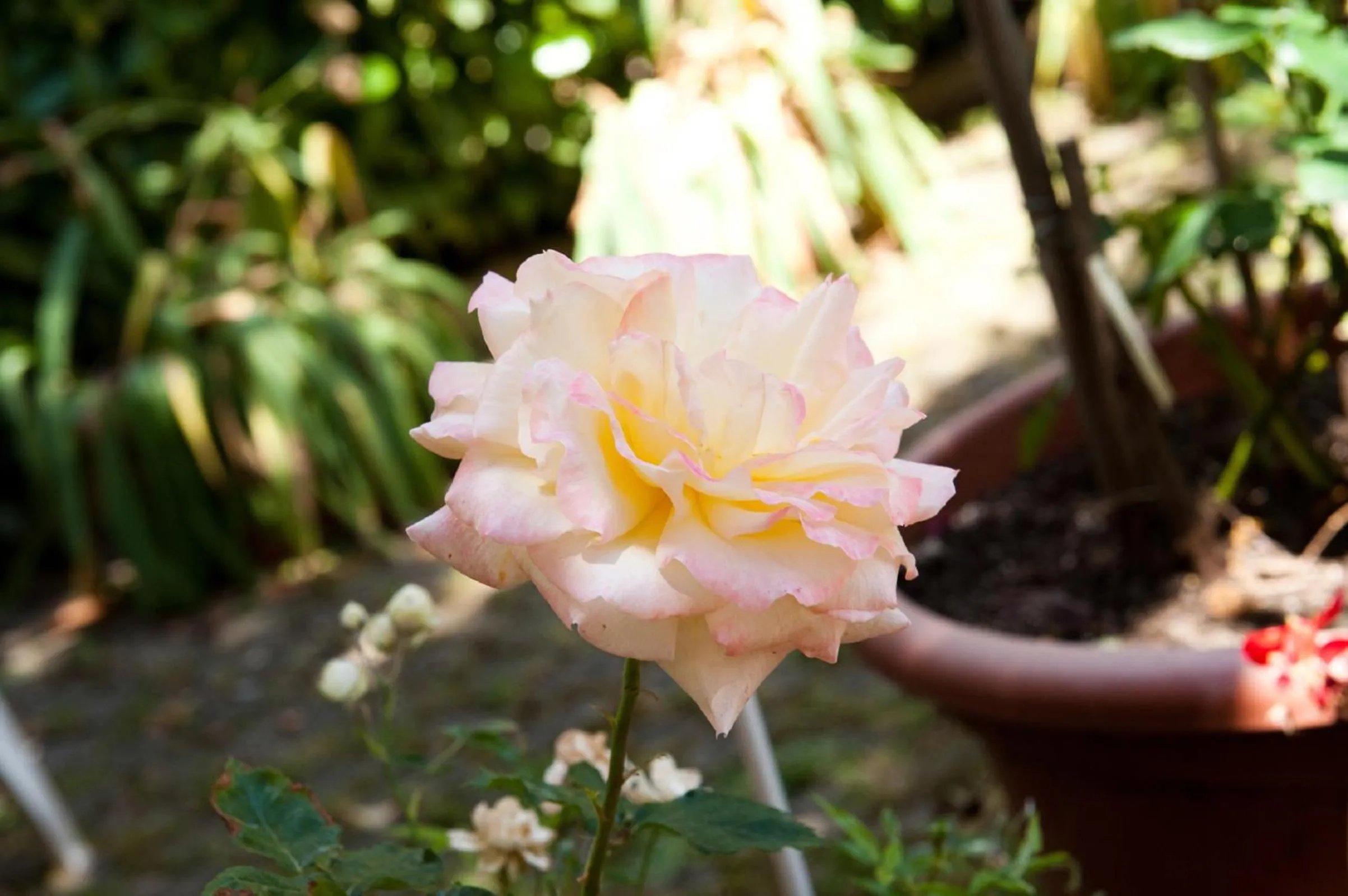 Garden in Hotel La Toscana
