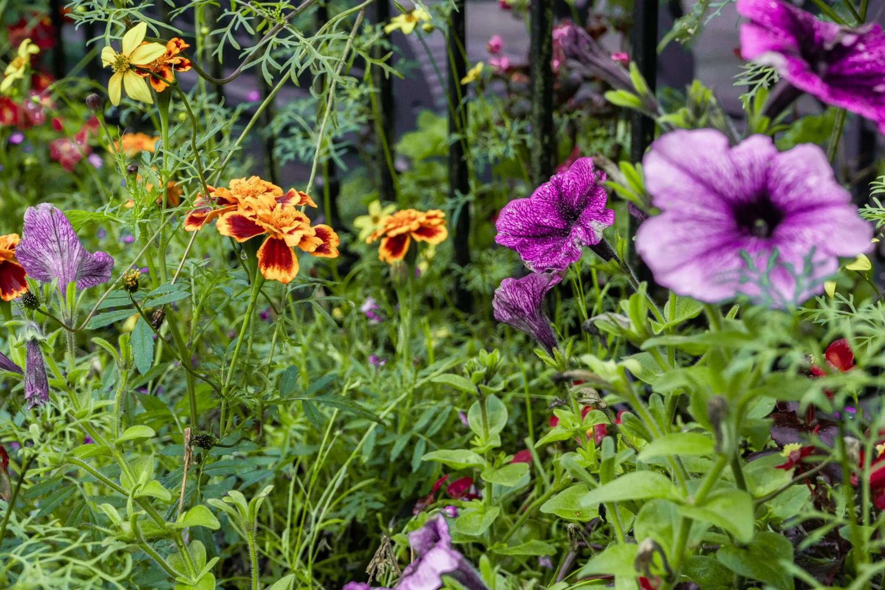 Garden in Briery Wood Hotel