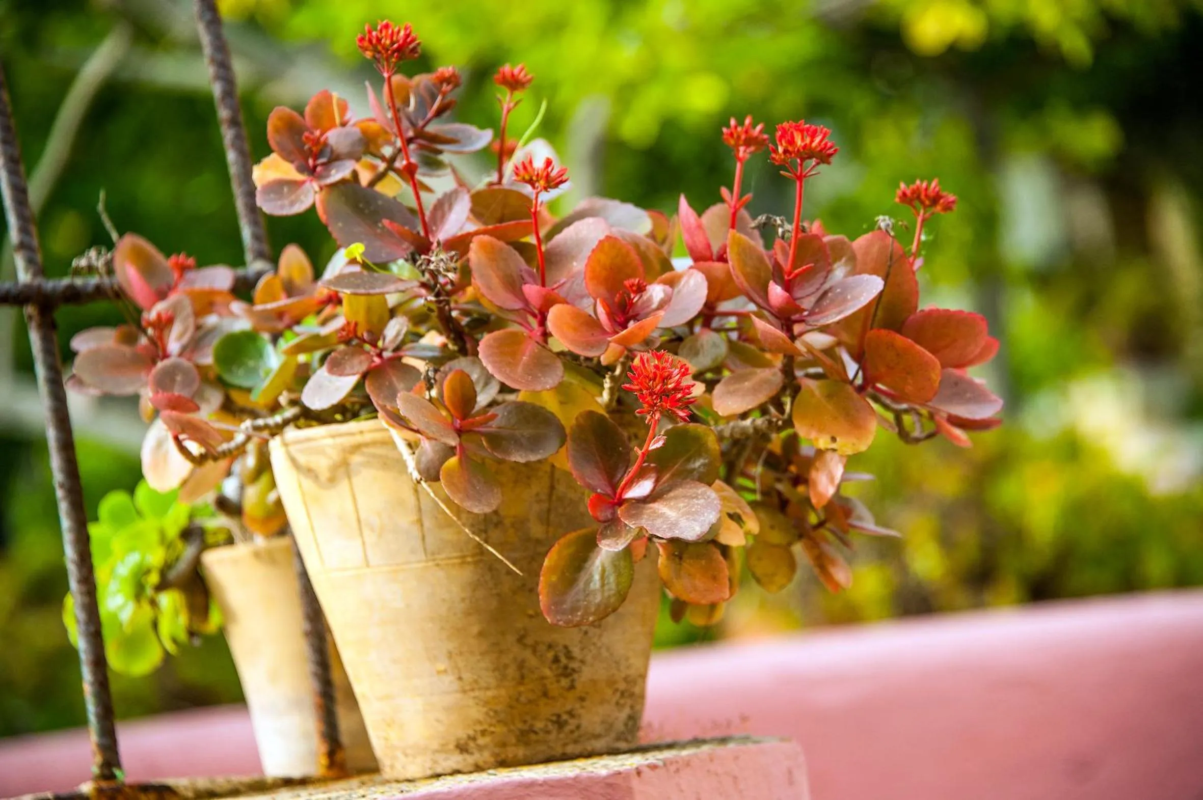 Decorative detail in Villa La Meridiana - Caroli Hotels