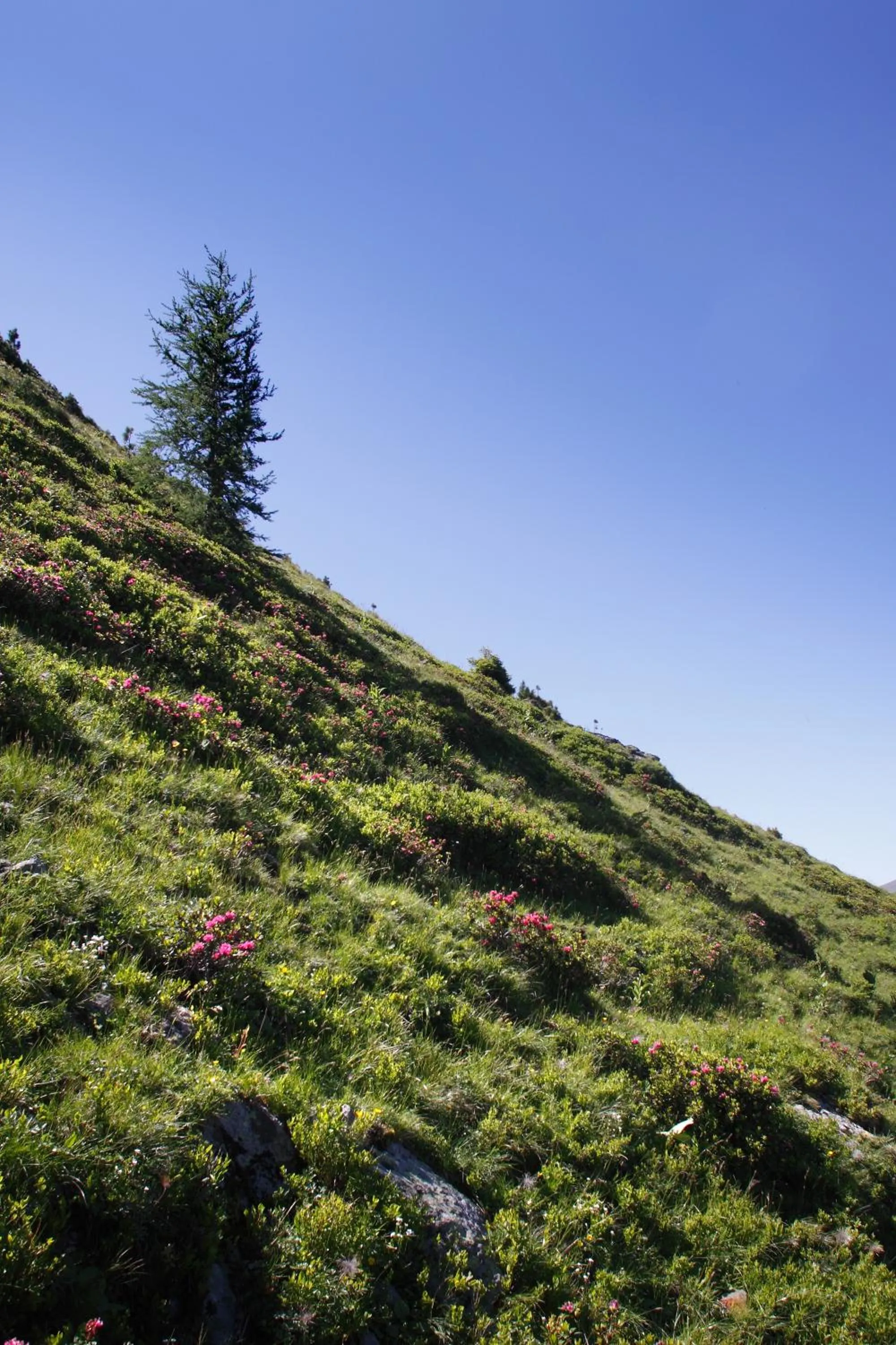 Other in Panorama Hotel Turracher Höhe