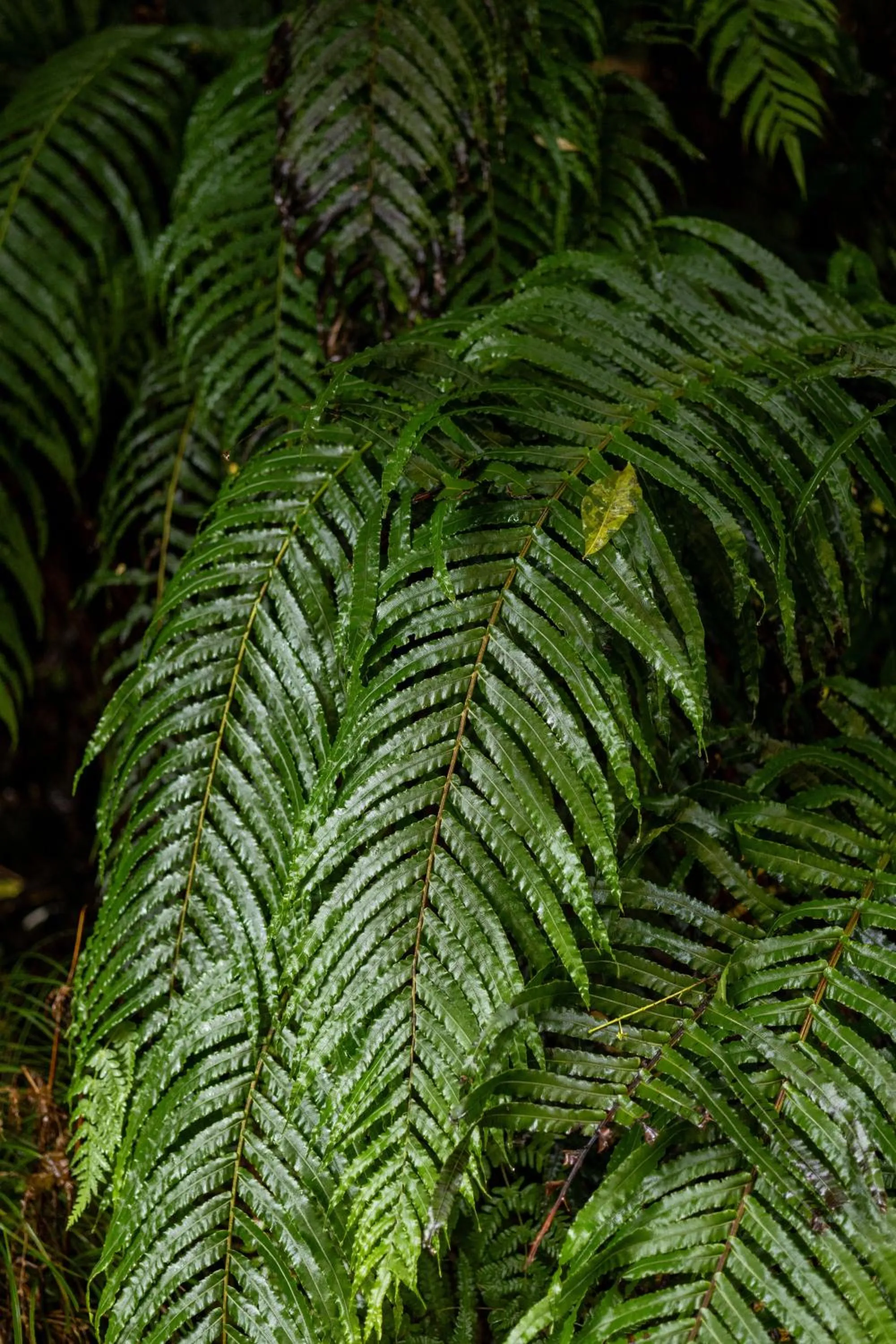 Garden in Haka House Franz Josef