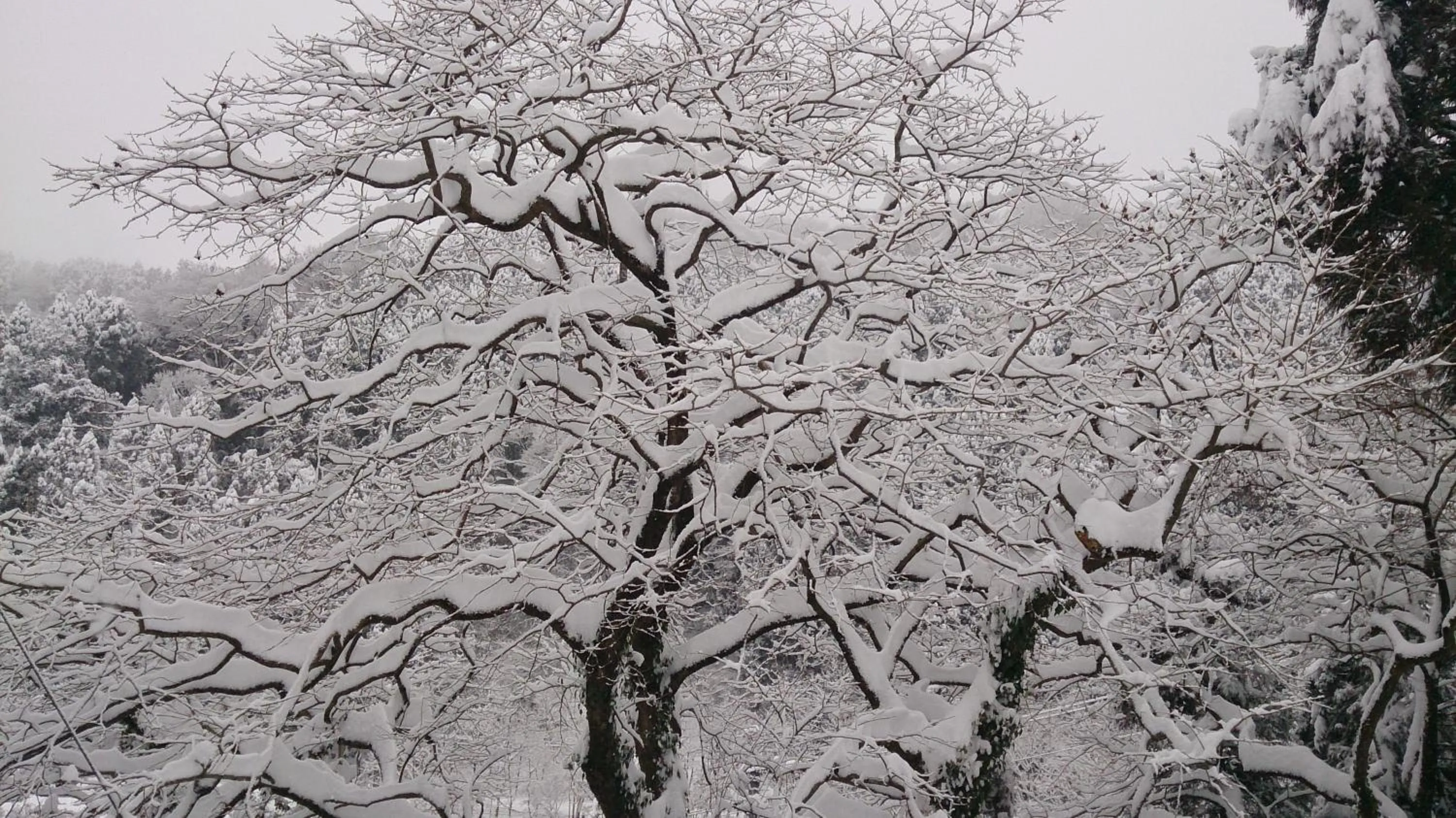 Winter in Kurokawa Onsen Ryokan Ichinoi