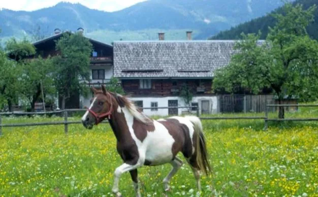 Horse-riding in Jugendgästehaus Gosauschmied