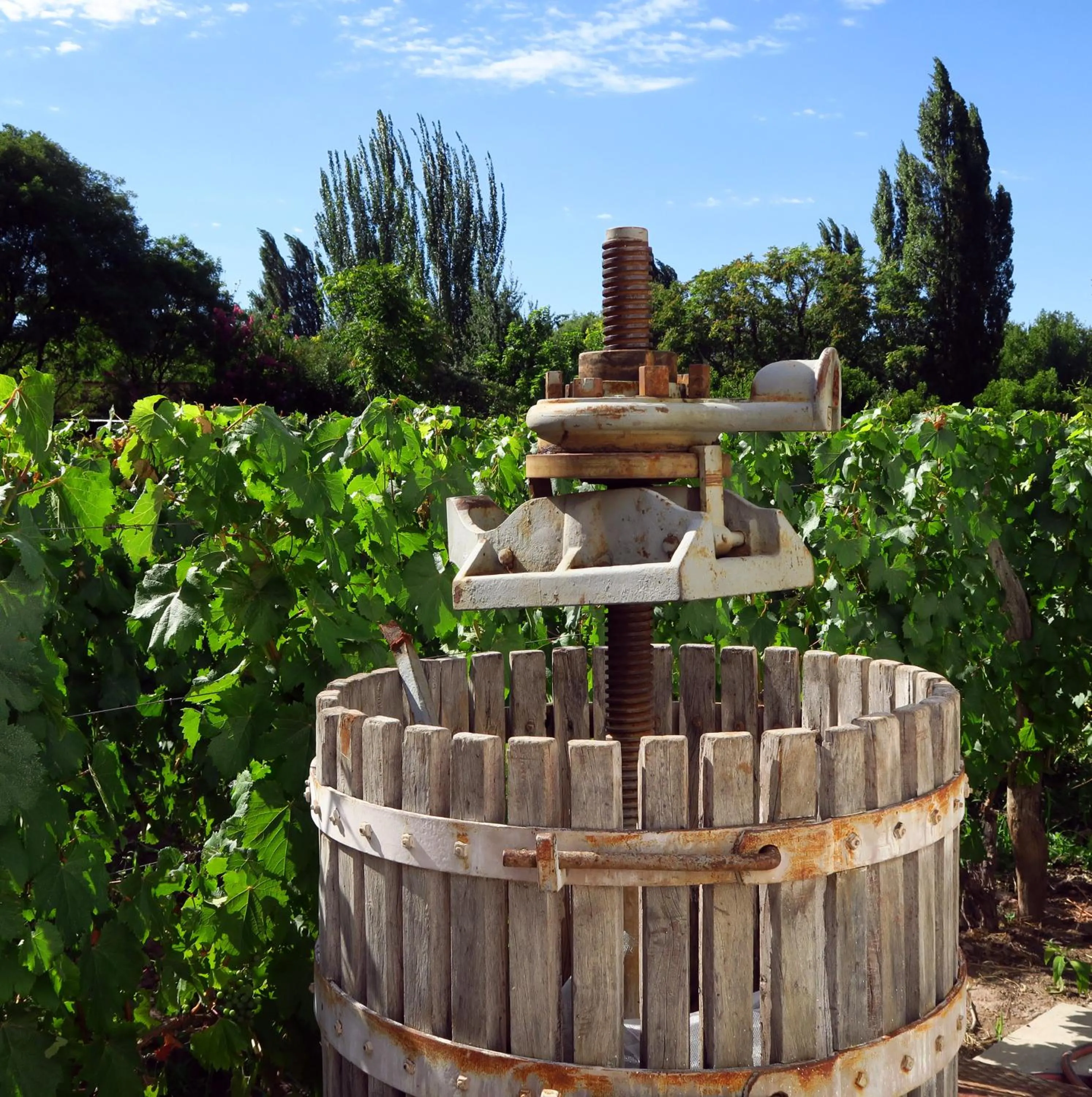 Summer in Finca Adalgisa Wine Hotel Mendoza