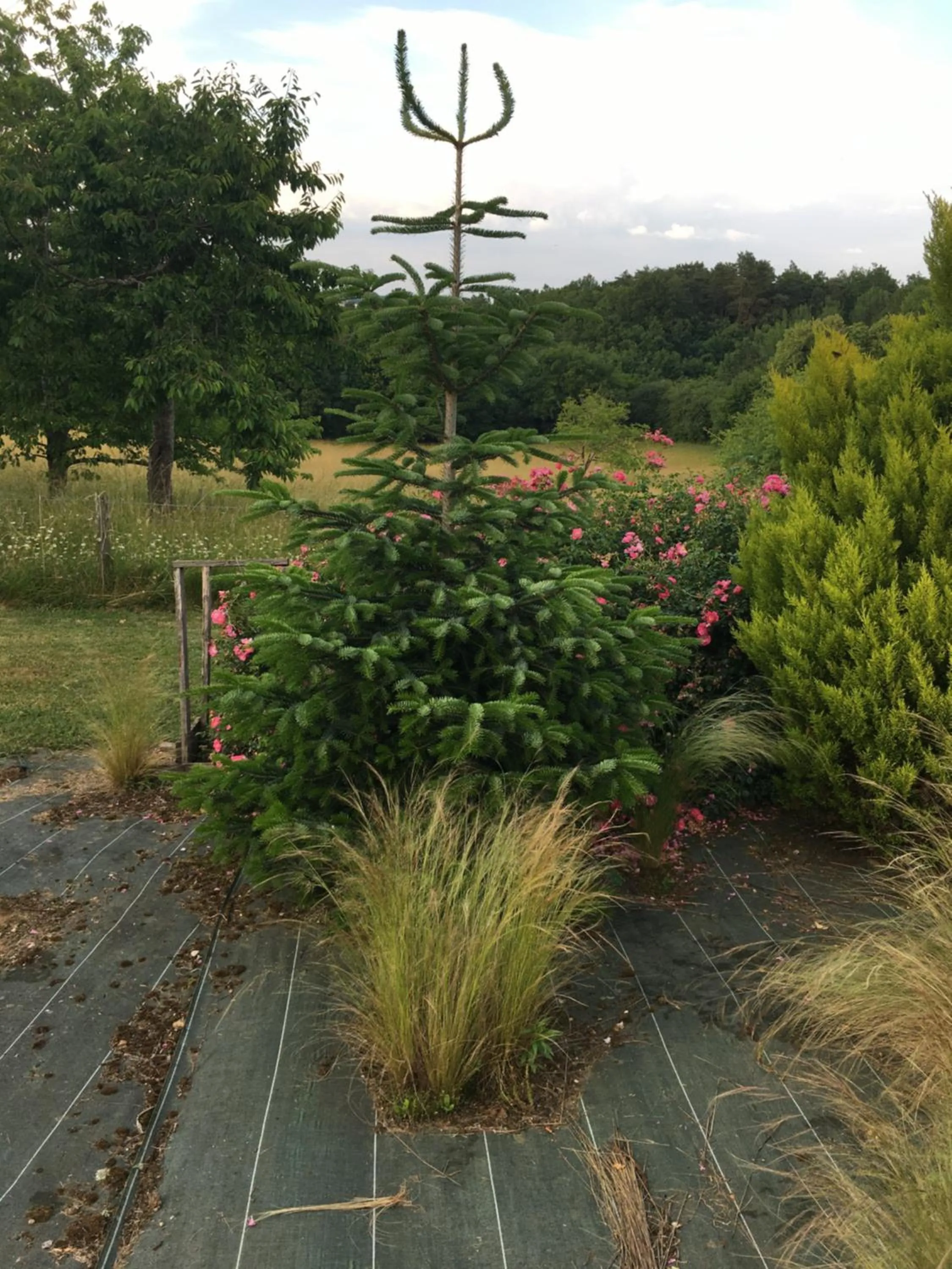 Garden in Chambre d'hôtes Le clos de Rapevache