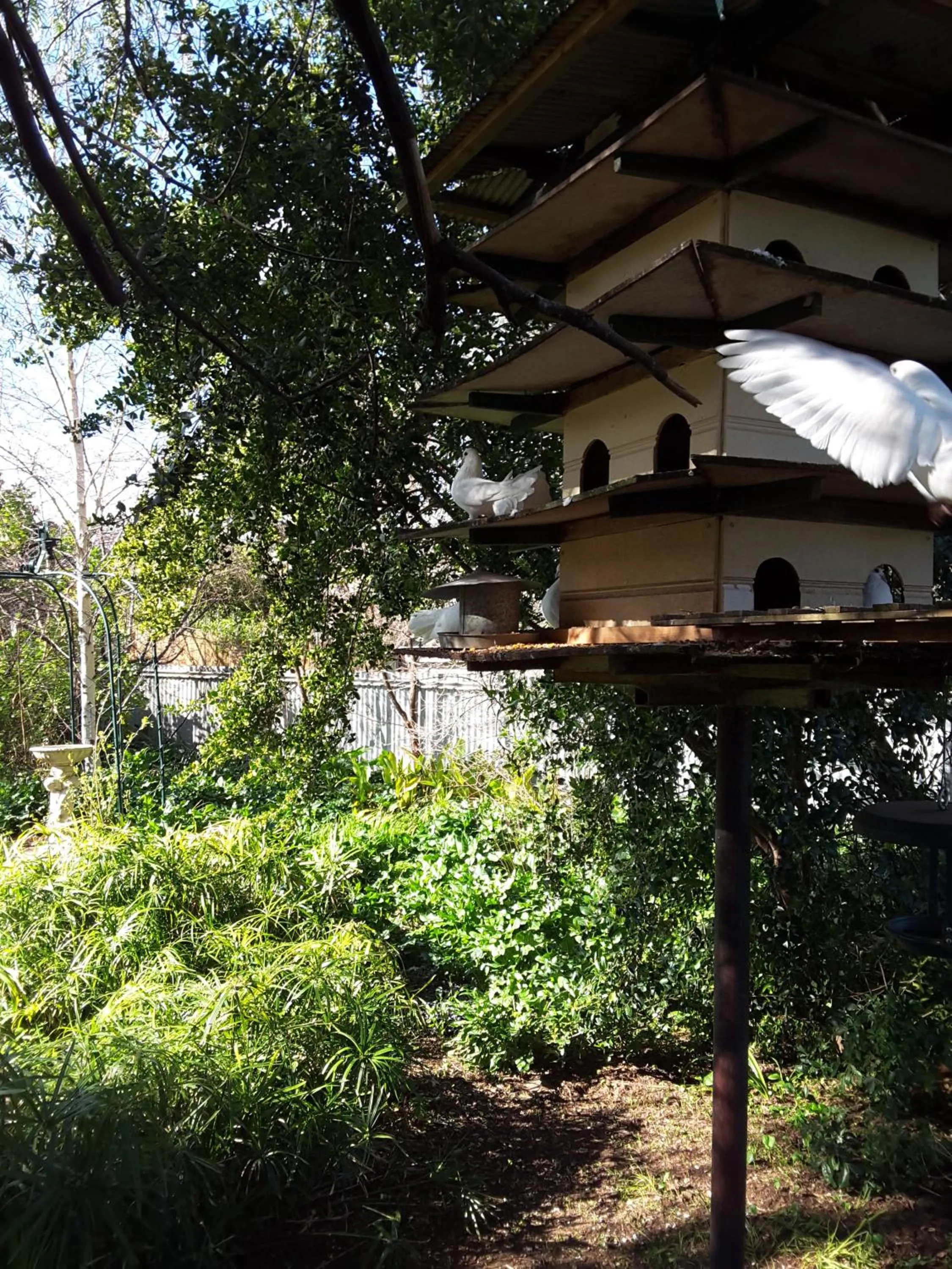 Garden in The Dove Cote