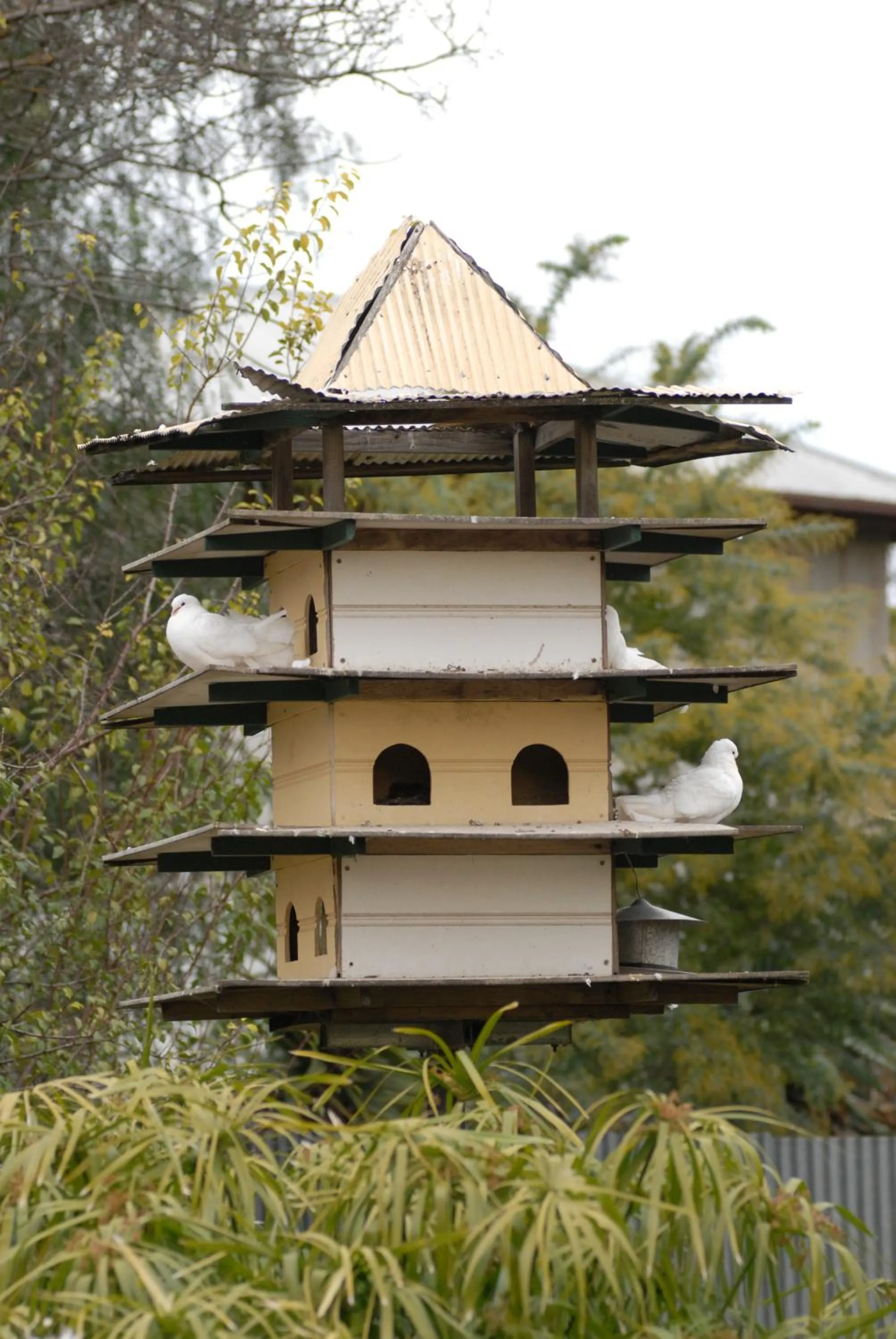 Pets in The Dove Cote