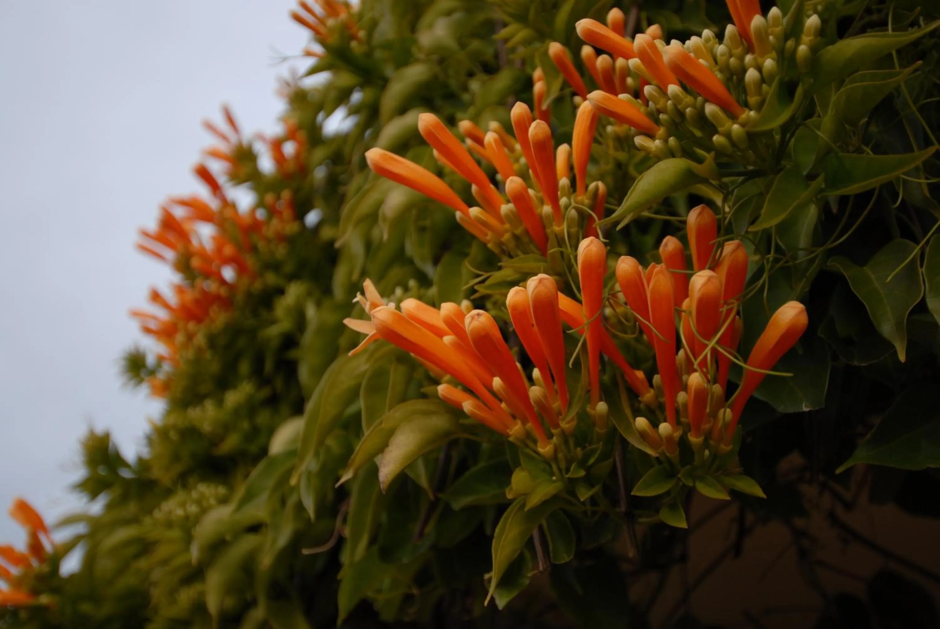 Garden in The Dove Cote