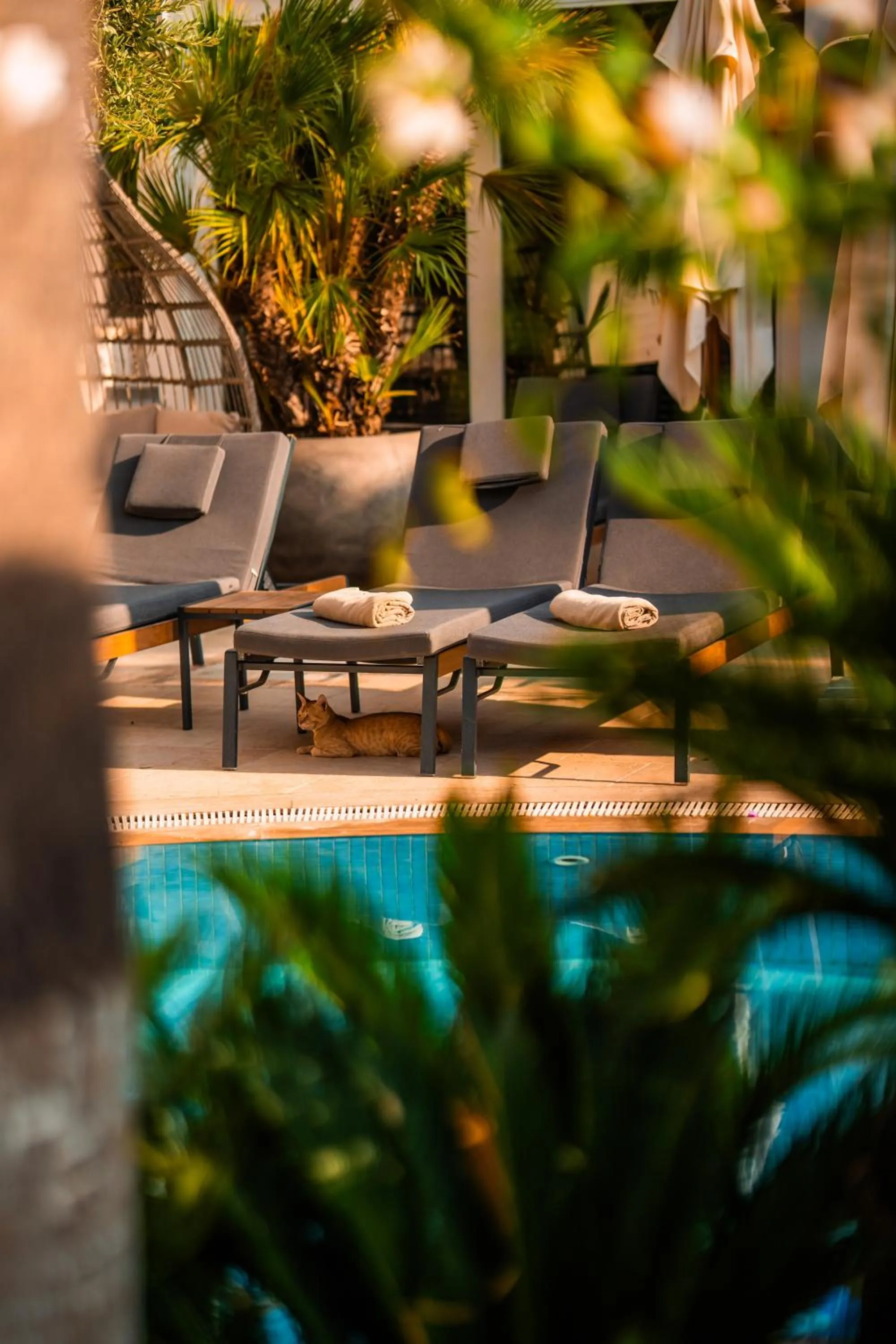 Pool view in Elegance East Hotel