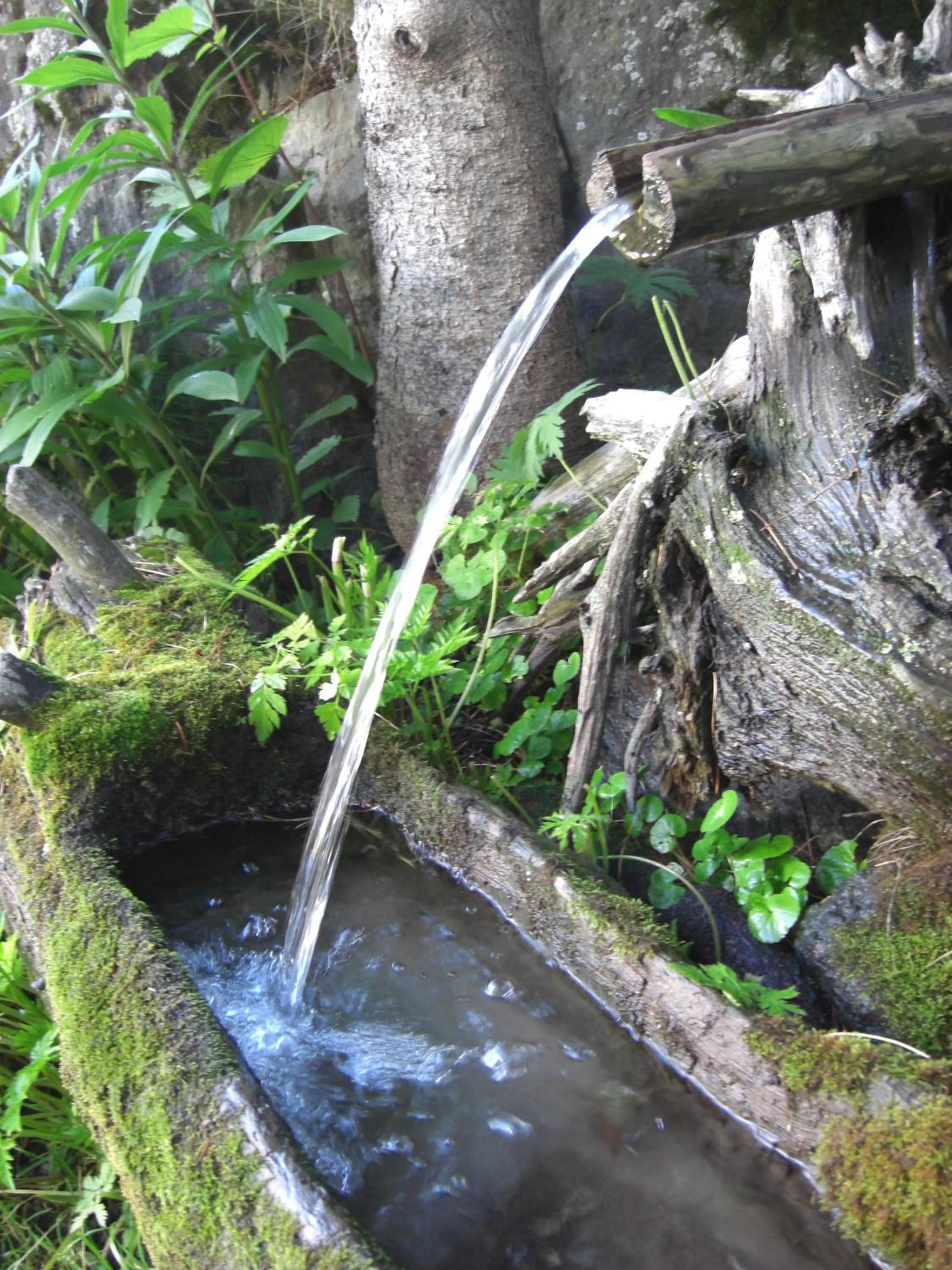 Garden in Garni des Alpes