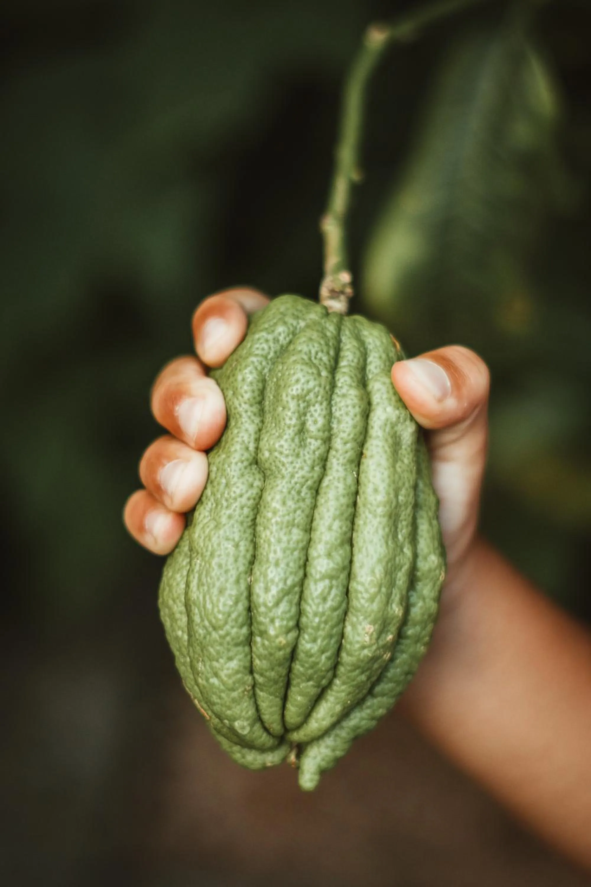 Garden in Ottmanngut Suite and Breakfast