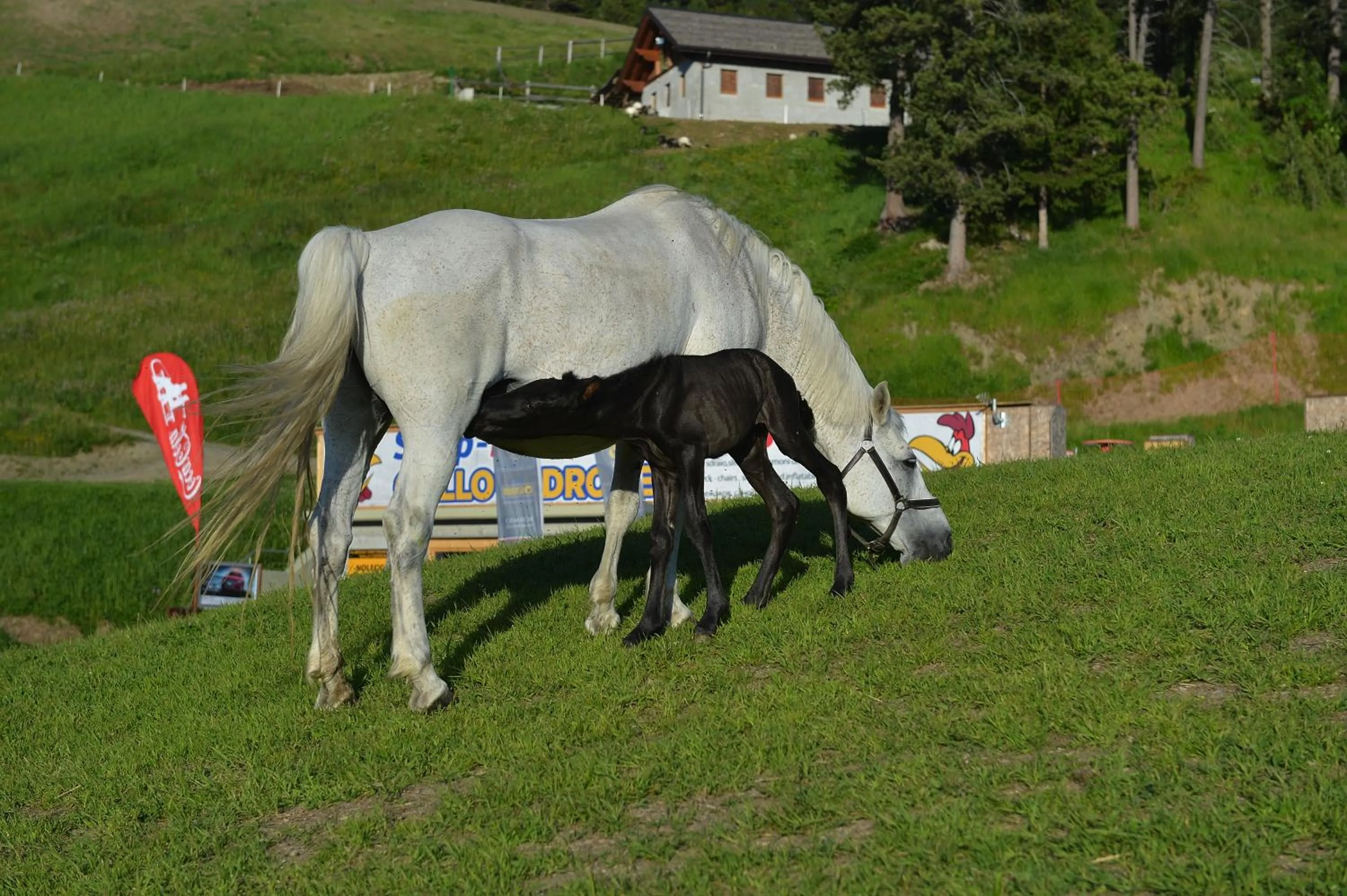 Pets in Hotel Gallo Cedrone