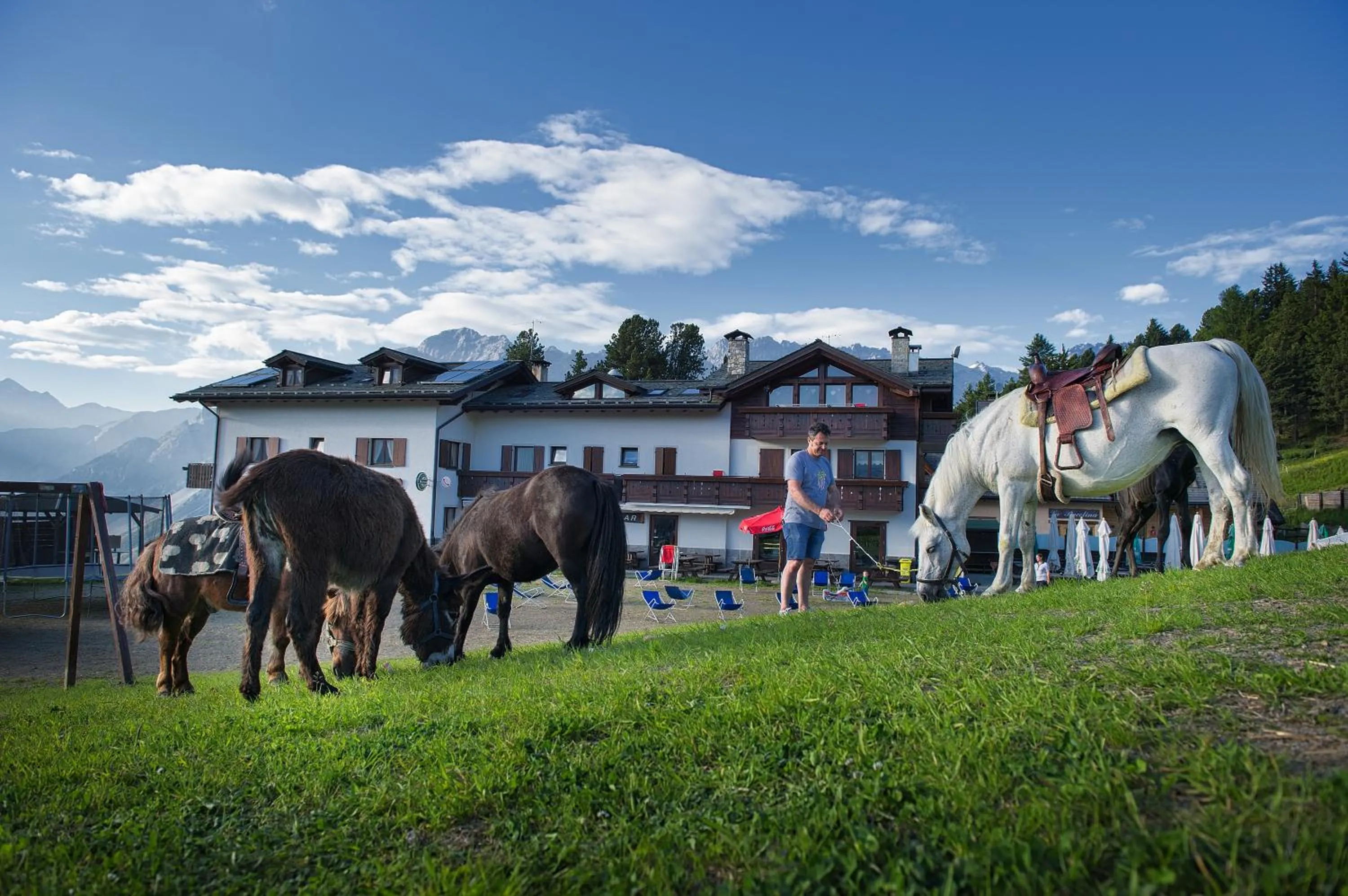 Pets in Hotel Gallo Cedrone