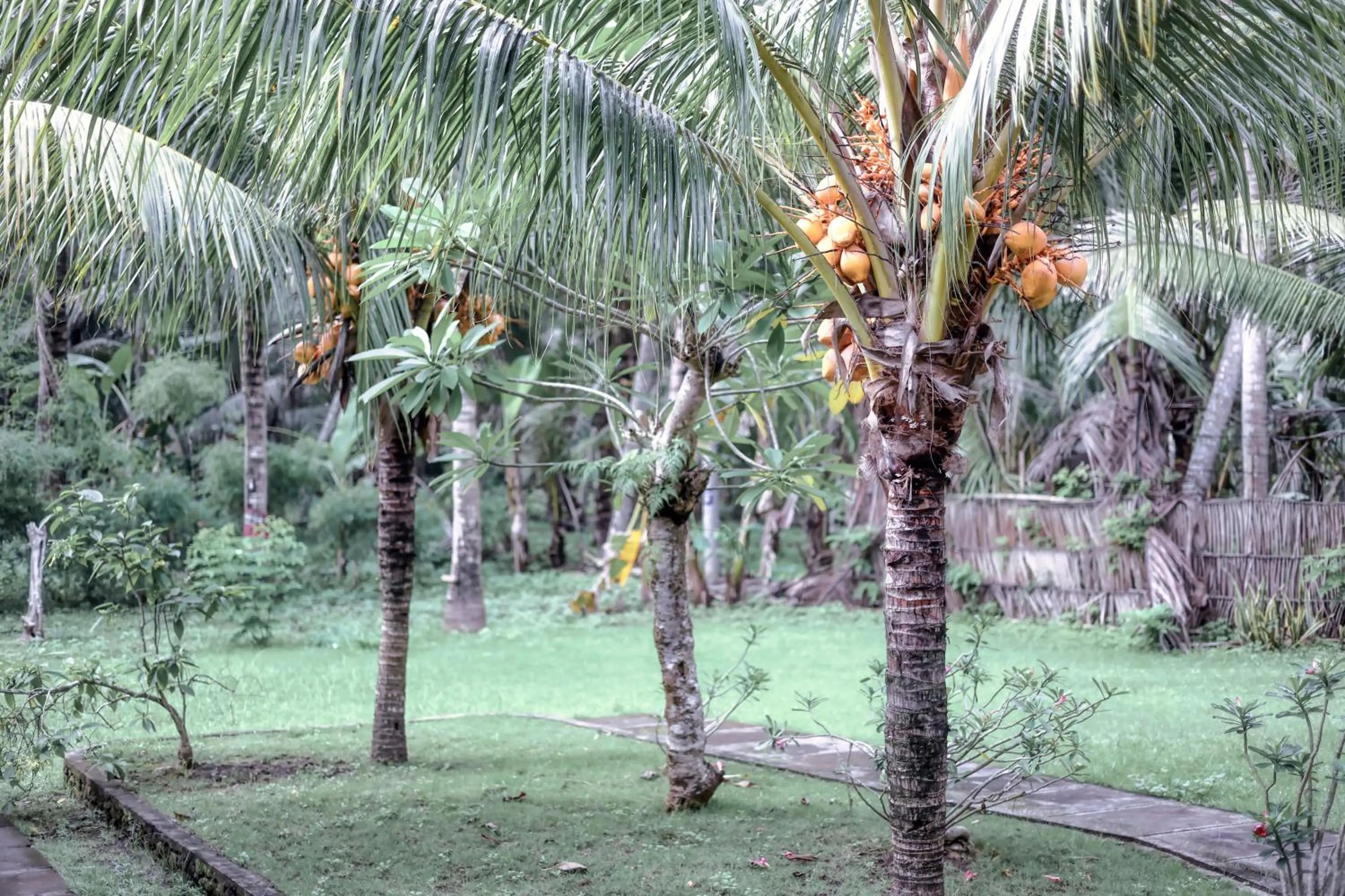 Garden view in Komurd Lavender Bungalow