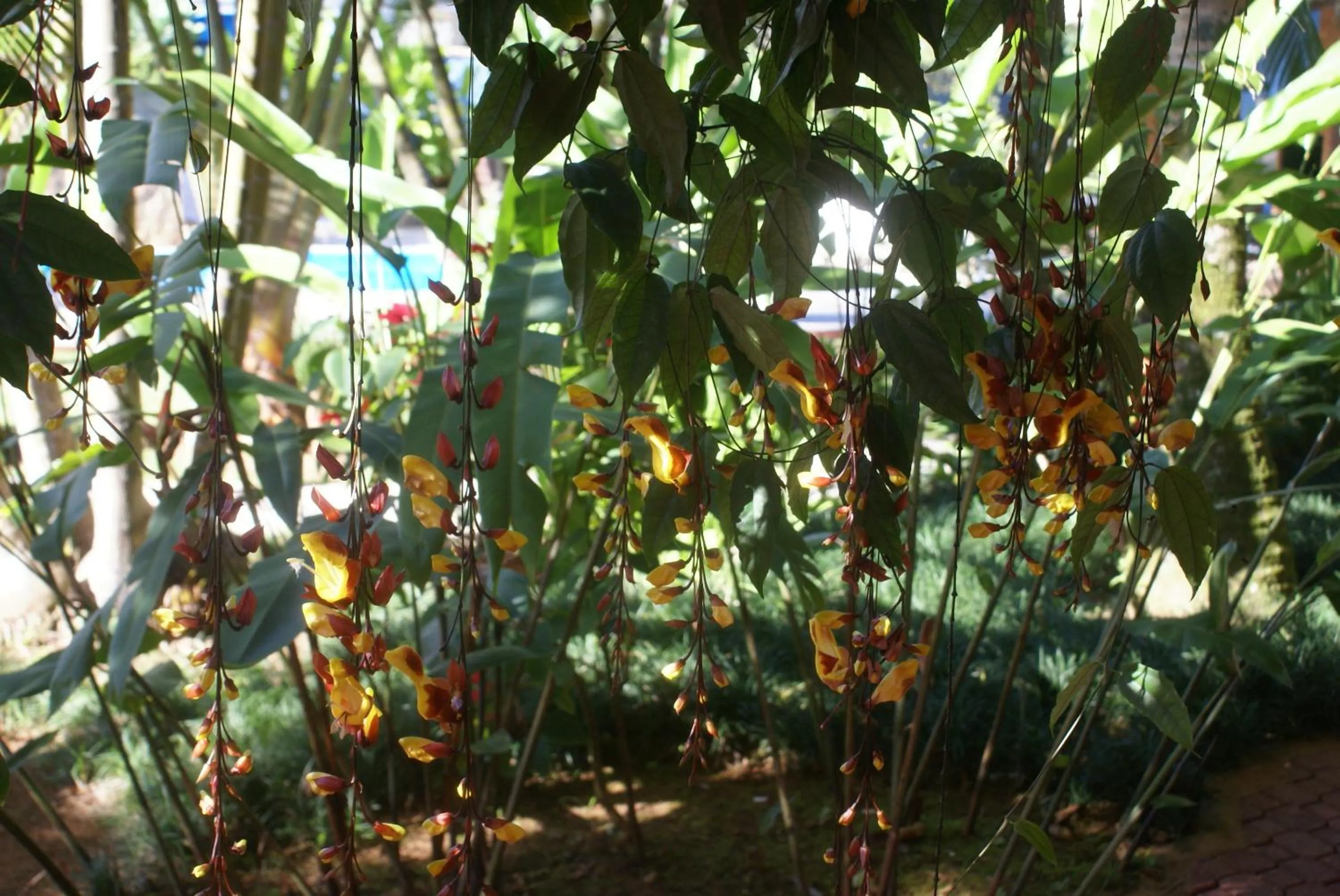 Garden in Pousada Tempo Rei