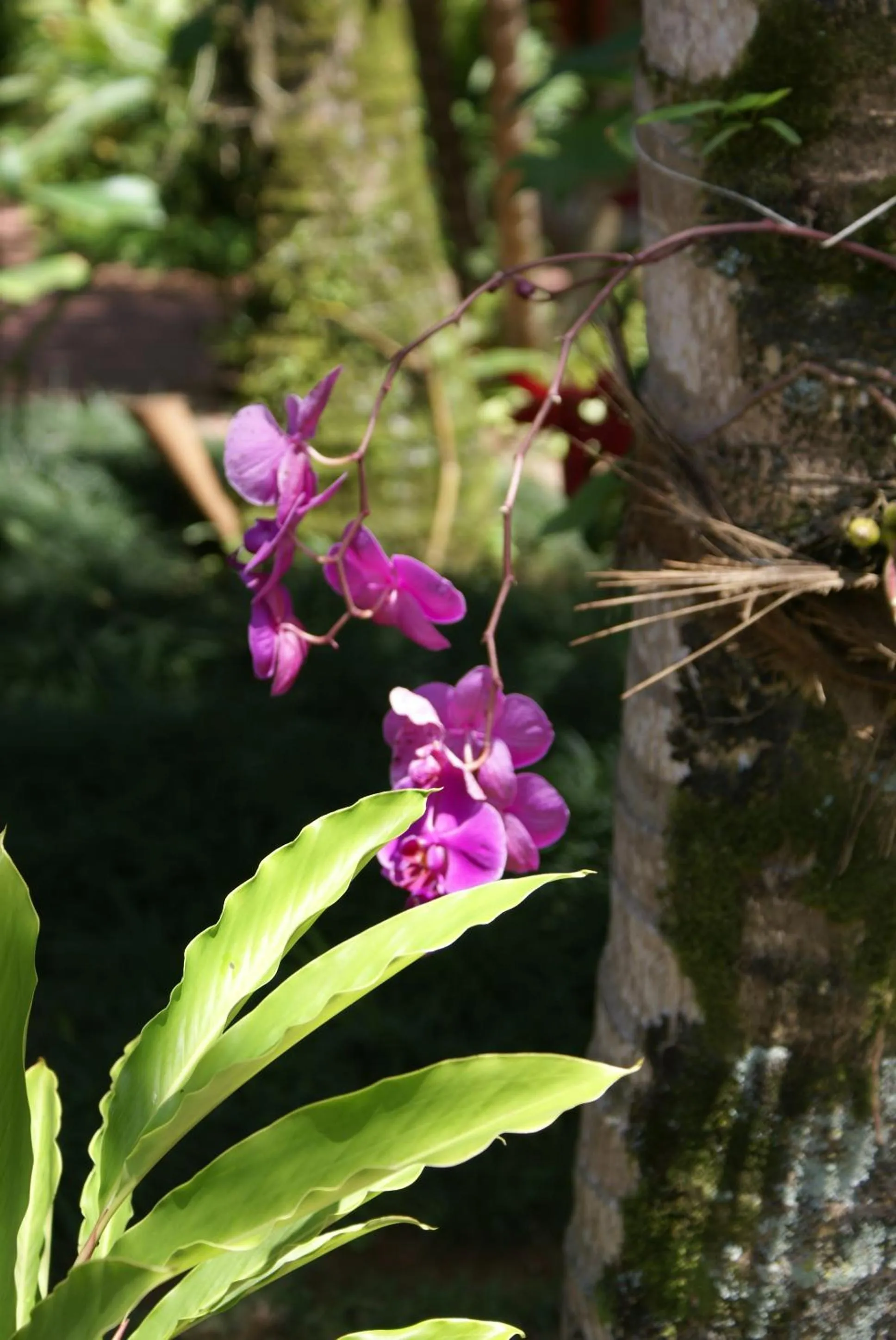 Garden in Pousada Tempo Rei