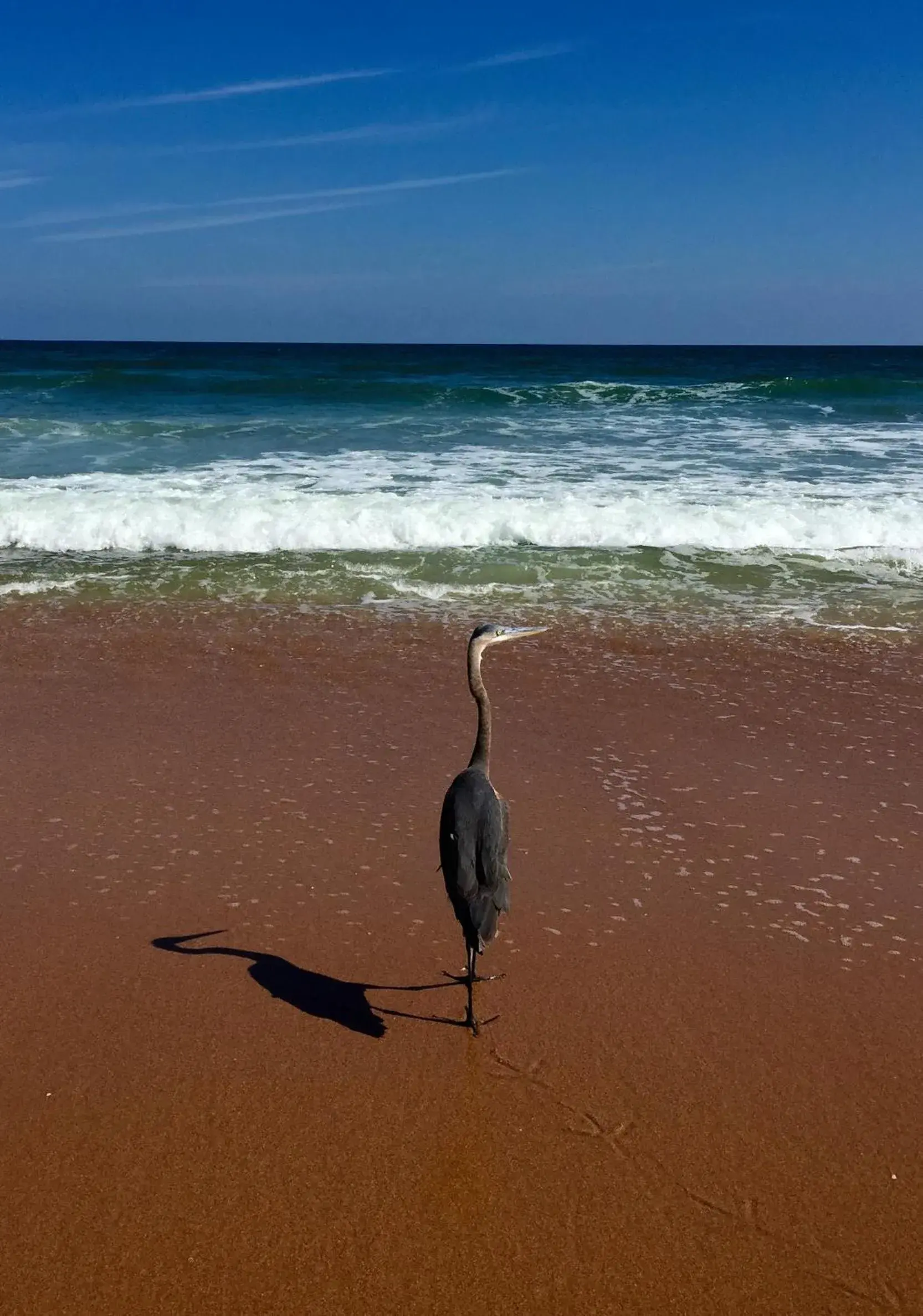 Animals, Beach in Coral Sands Inn