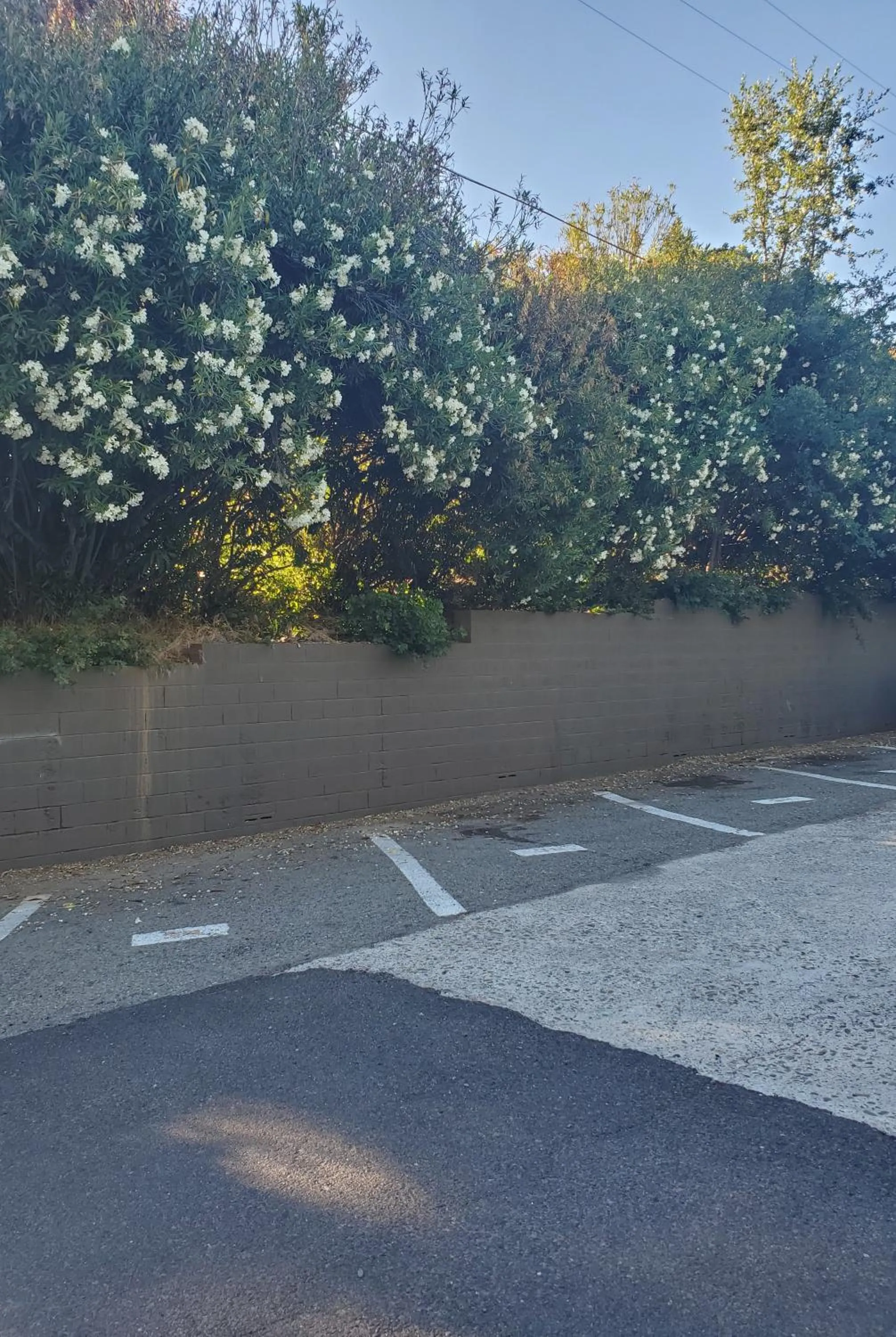 Natural landscape in The Gold Lodge