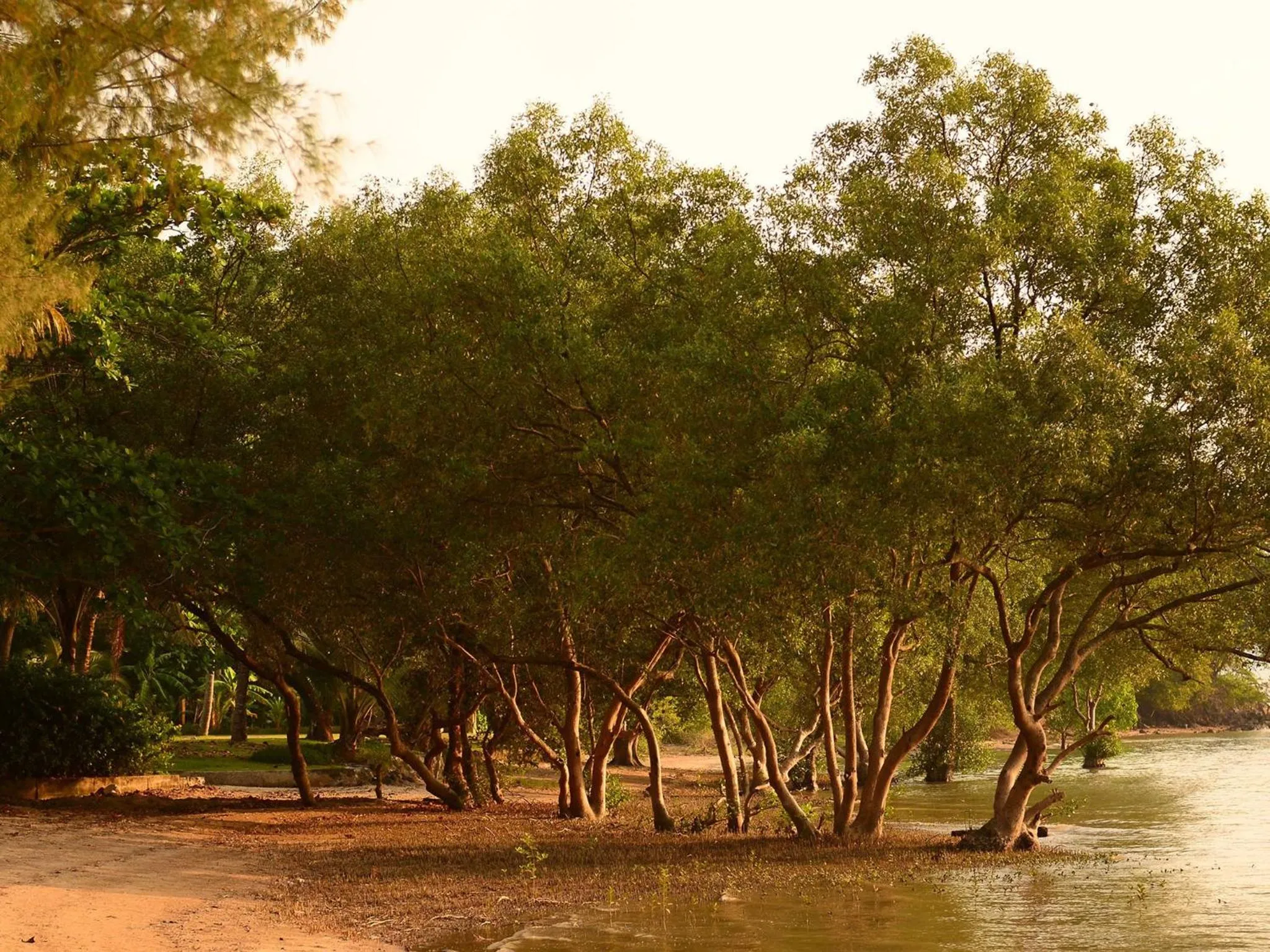 Natural landscape in The Mangrove Phuket by Blu Monkey