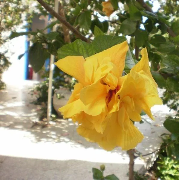 Garden in Hotel Minoa