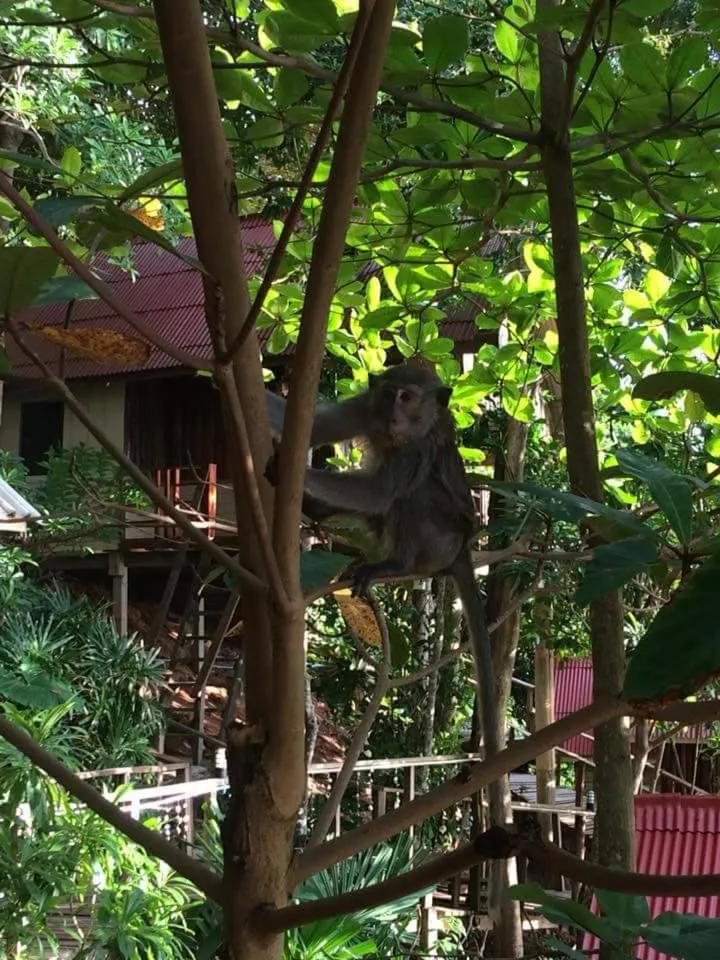 Jungle Hill Beach Bungalow