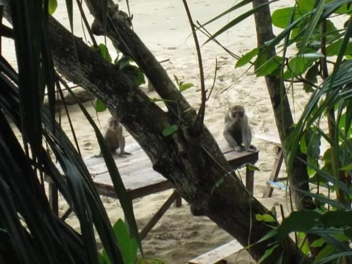 Animals in Jungle Hill Beach Bungalow