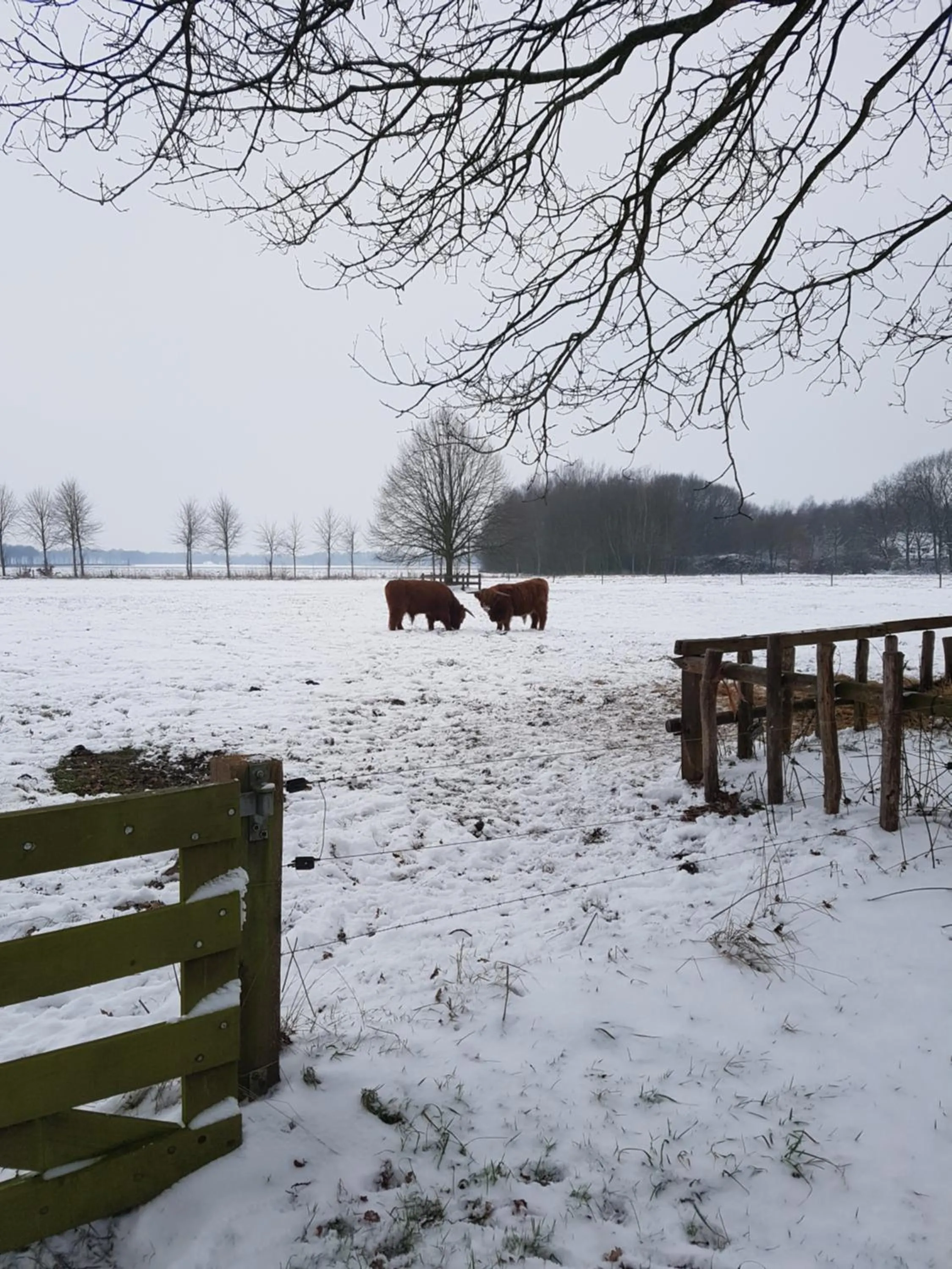 Winter in B&B de Panheide