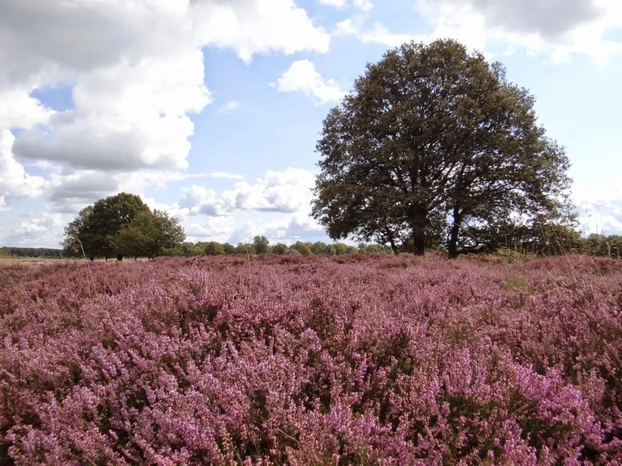 Natural landscape in B&B de Panheide