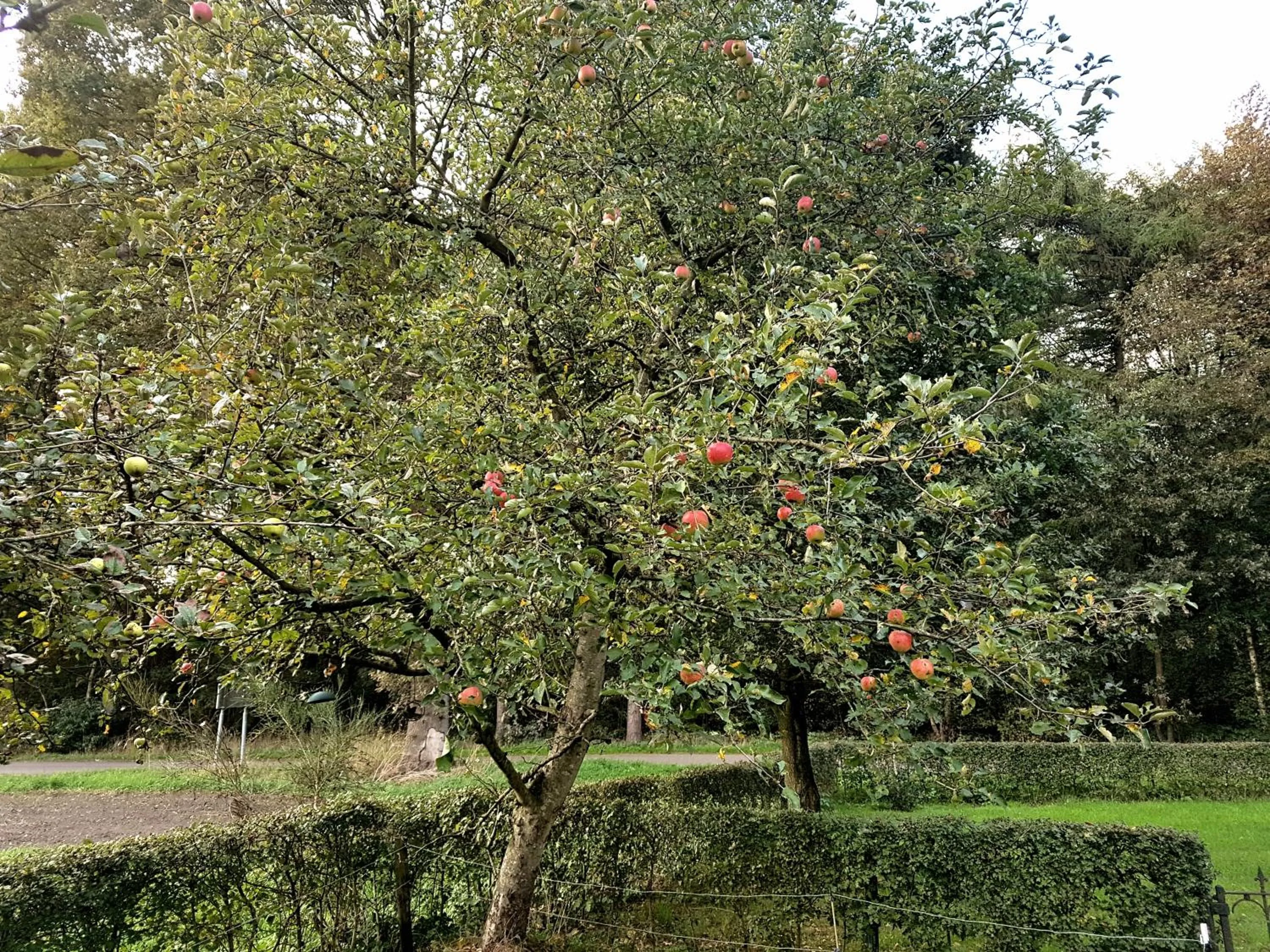 Garden in B&B de Panheide