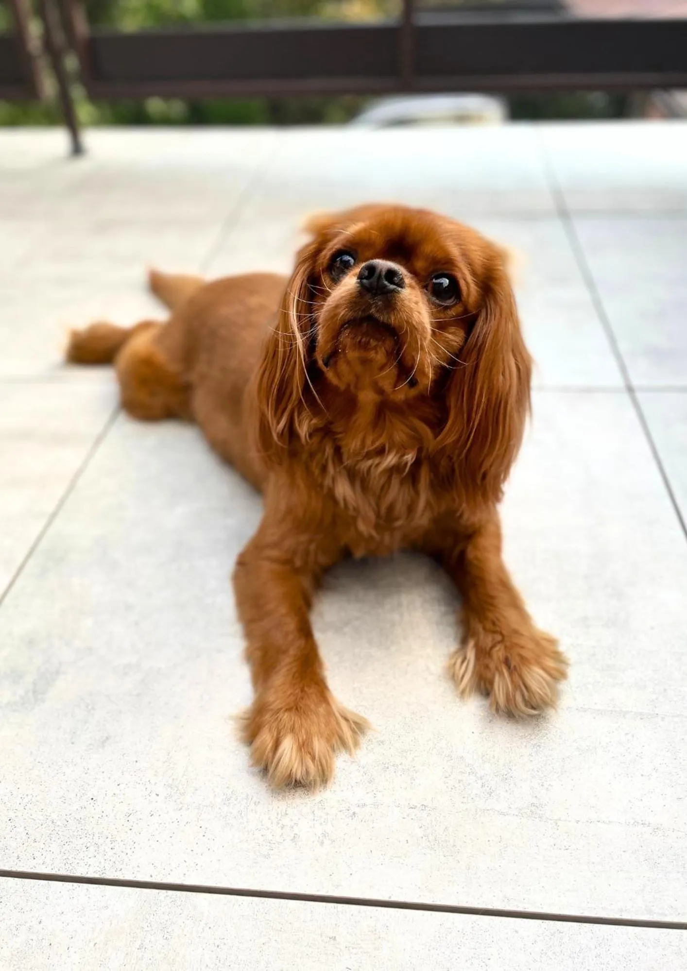 Pets in Hotel Krynica Conference & SPA