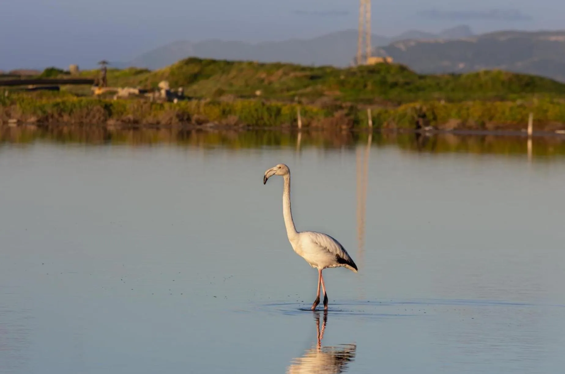 Animals in Le 5 Torri