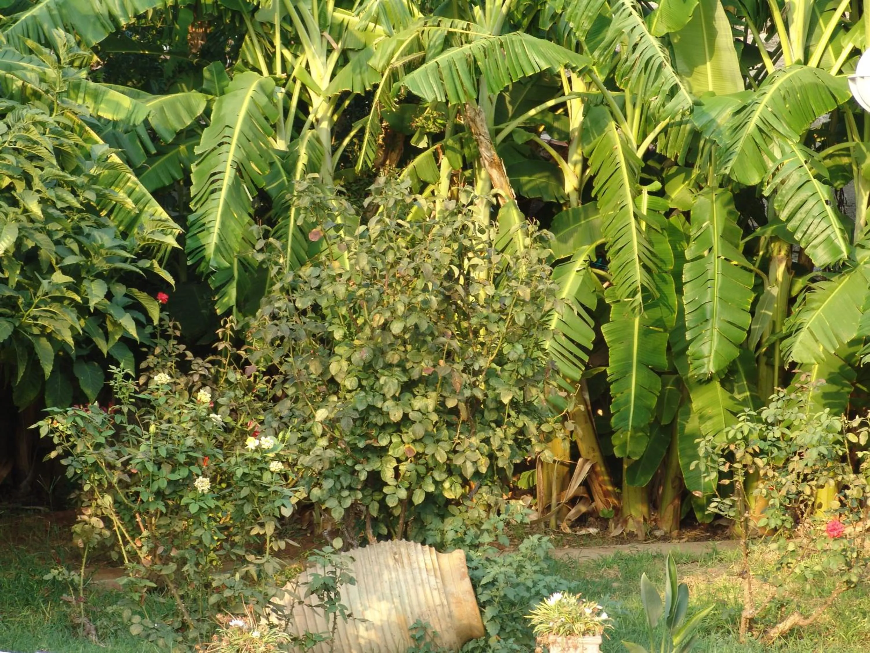 Garden in Akroyali Hotel & Villas