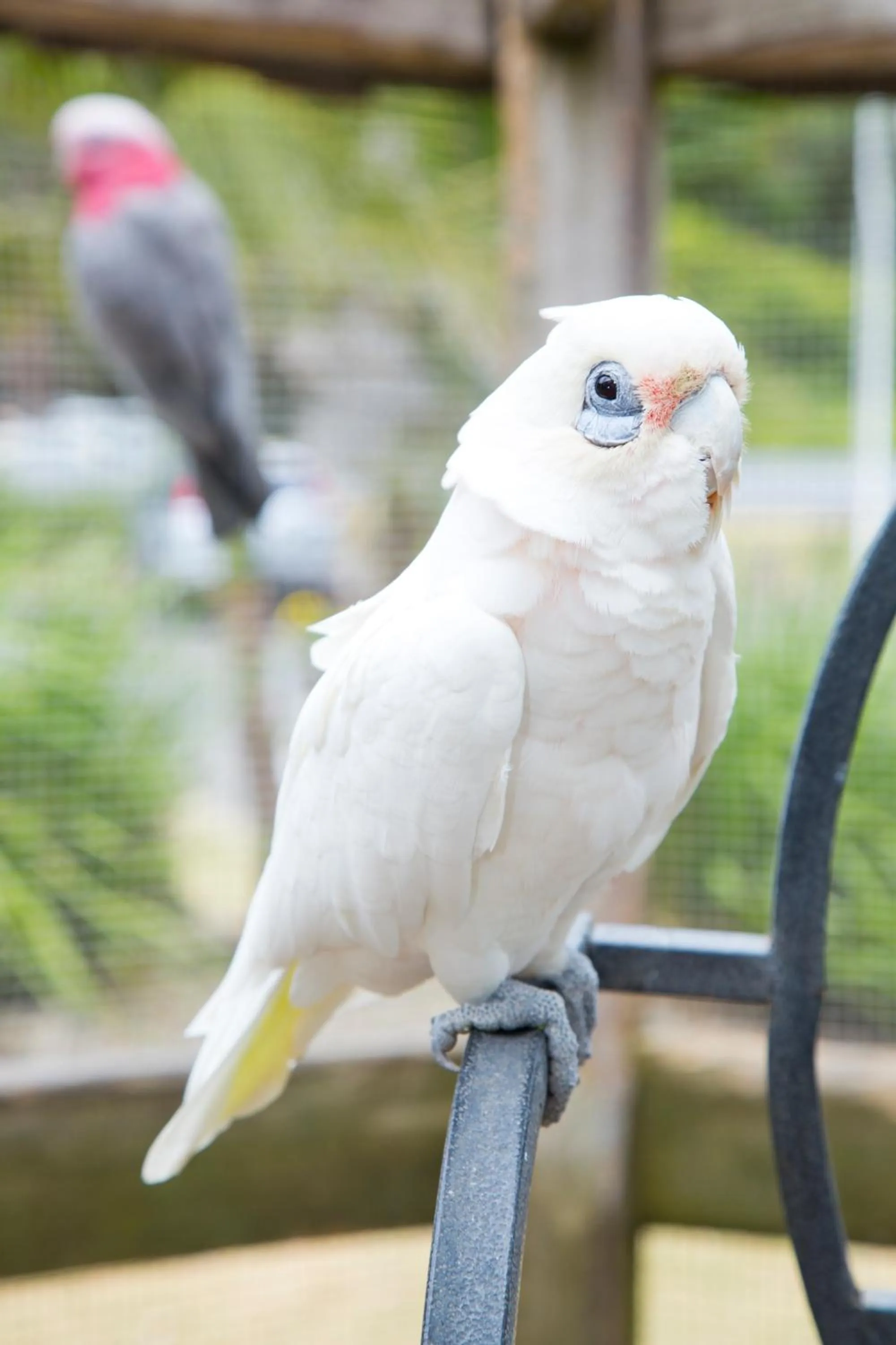 Animals in Seven Mile Beach Holiday Park