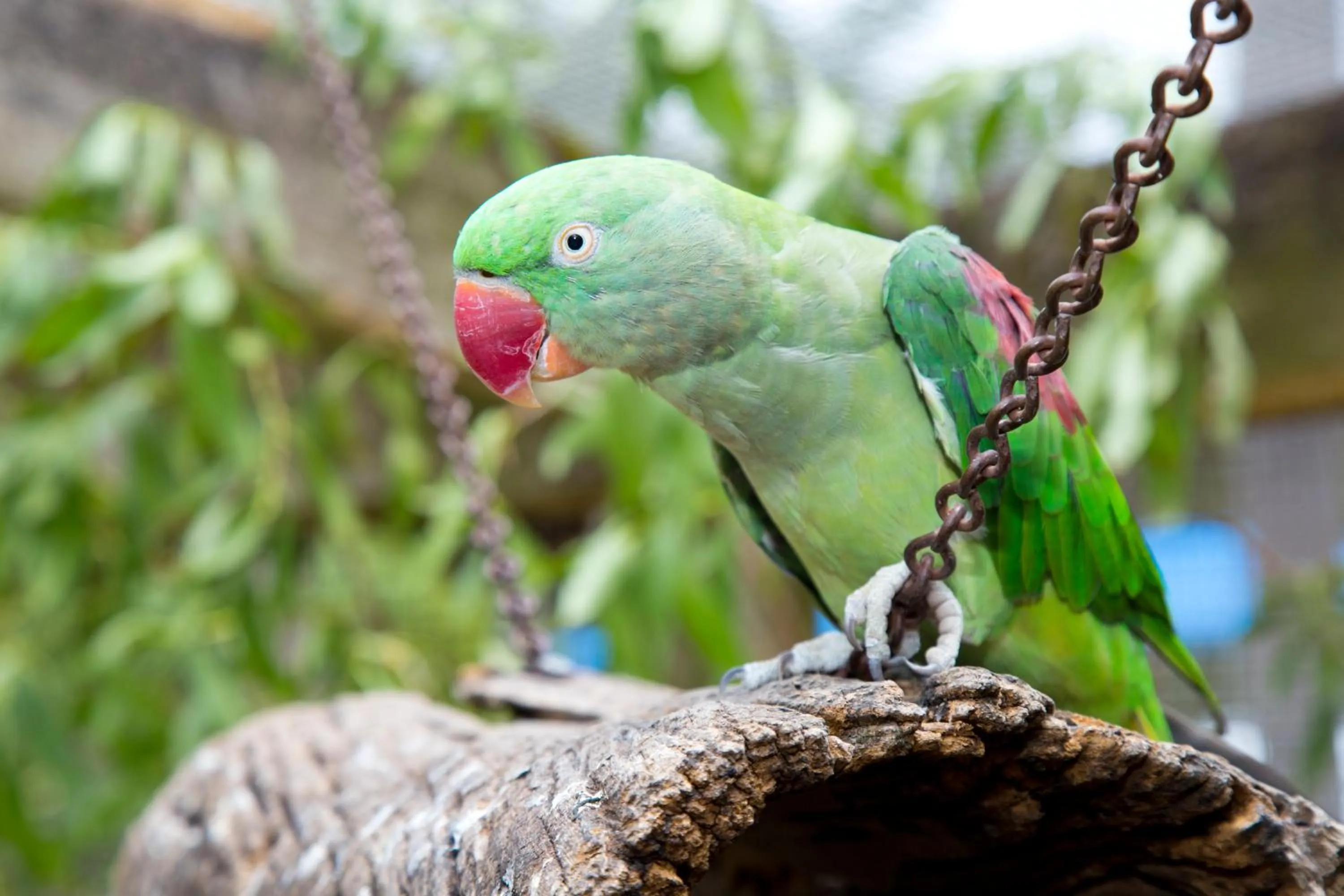 Animals in Seven Mile Beach Holiday Park