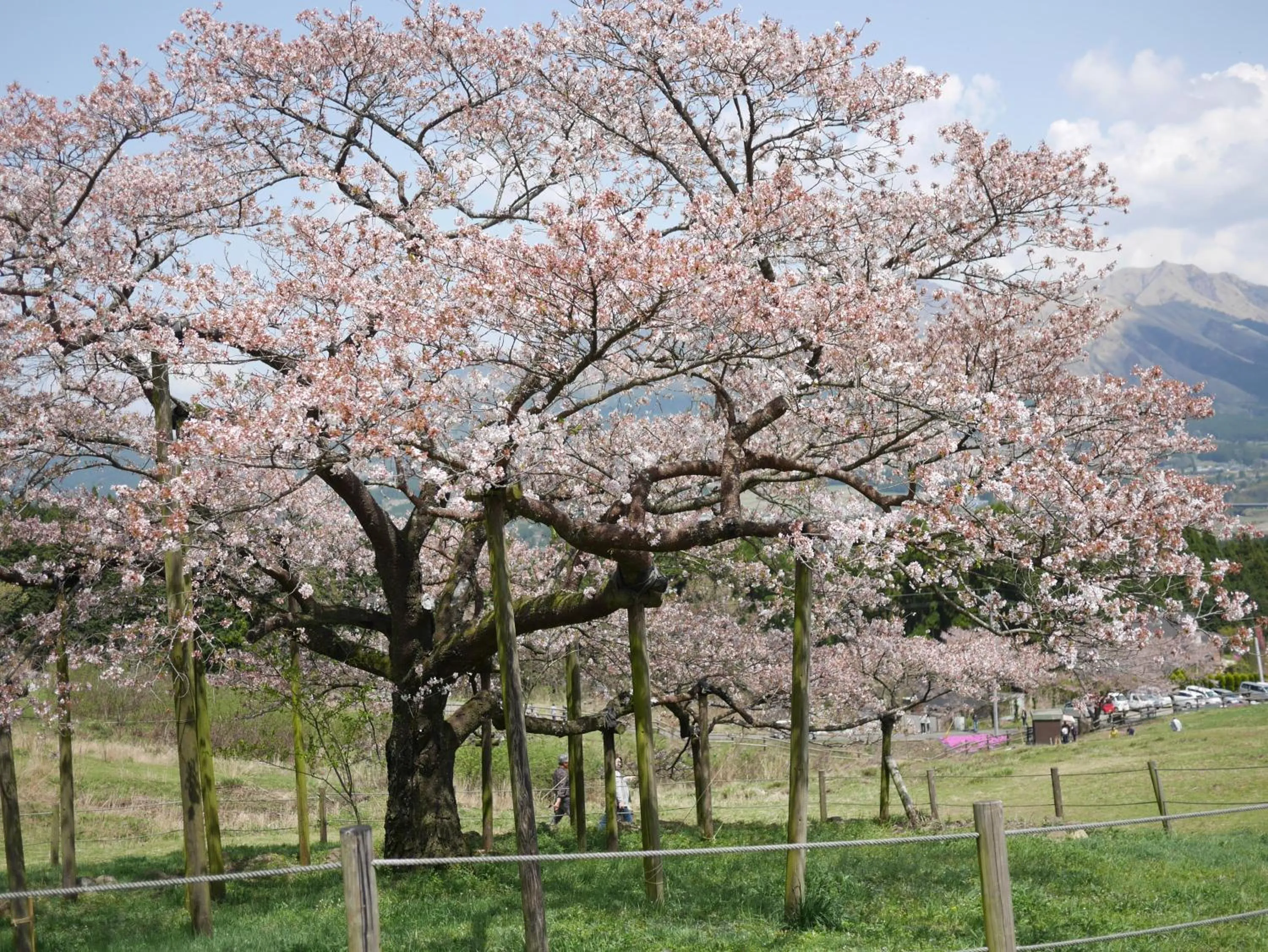 Spring in Shikino Mori