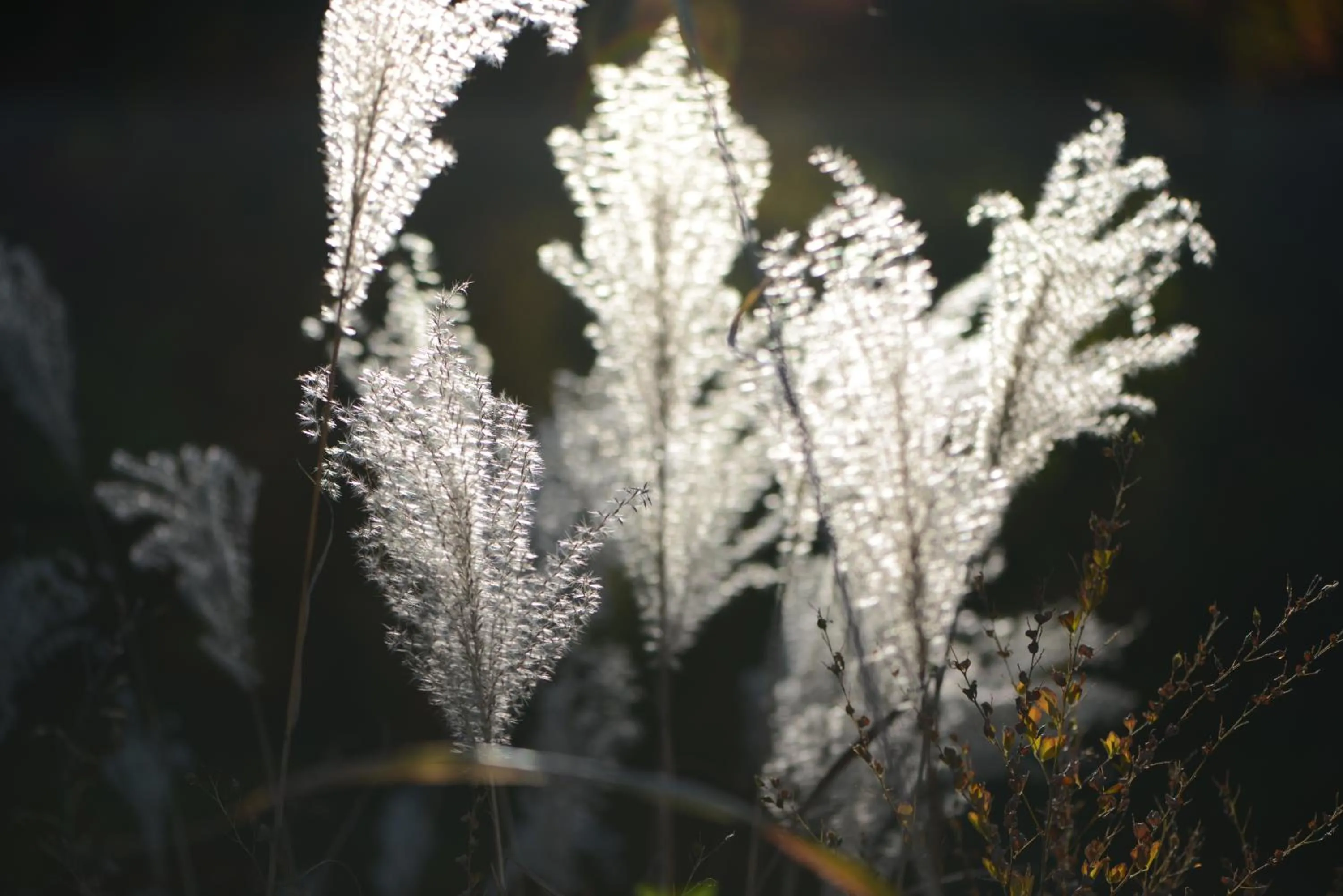 Natural landscape in Shikino Mori
