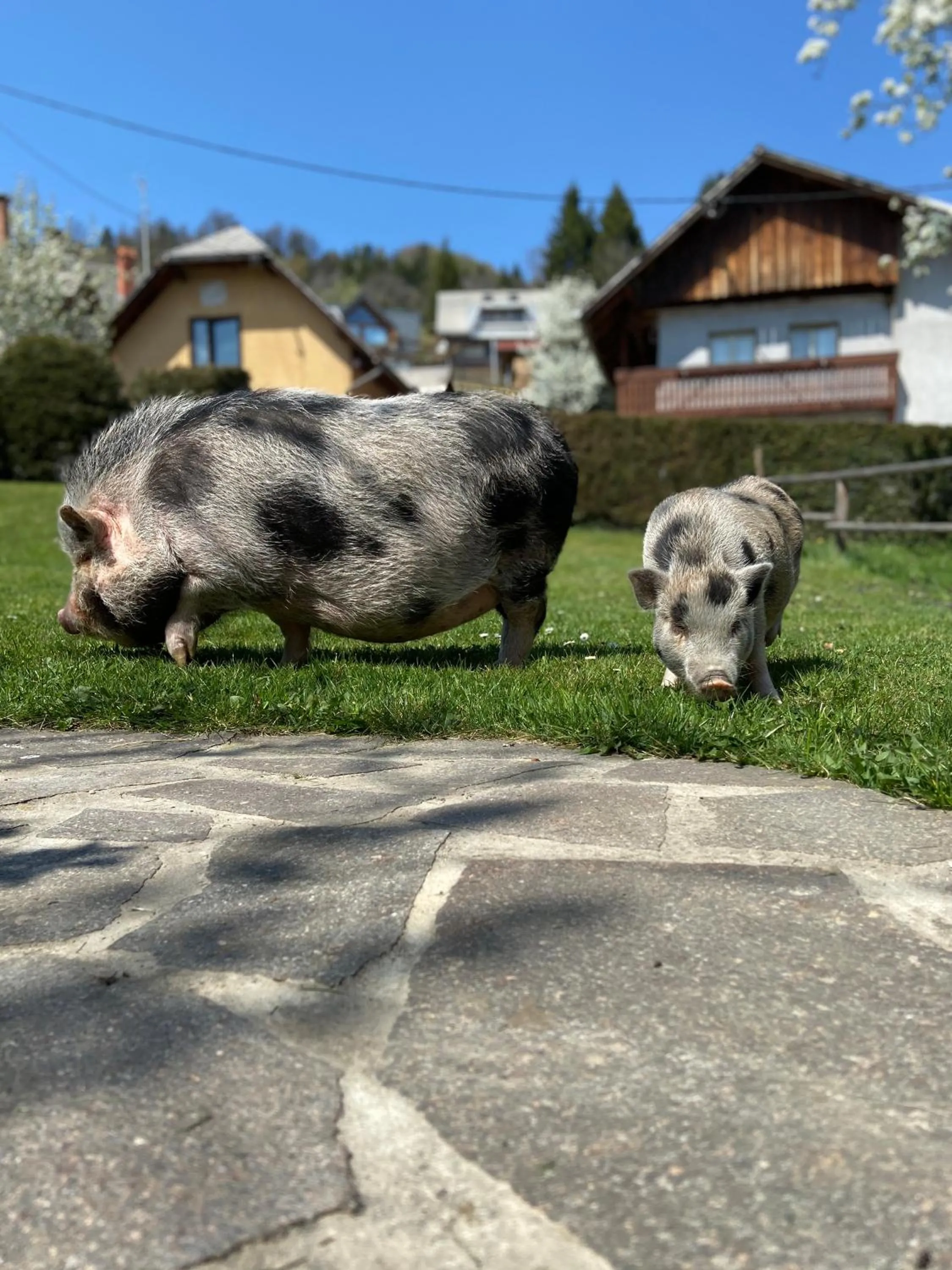 Tourist Farm "Pri Biscu"