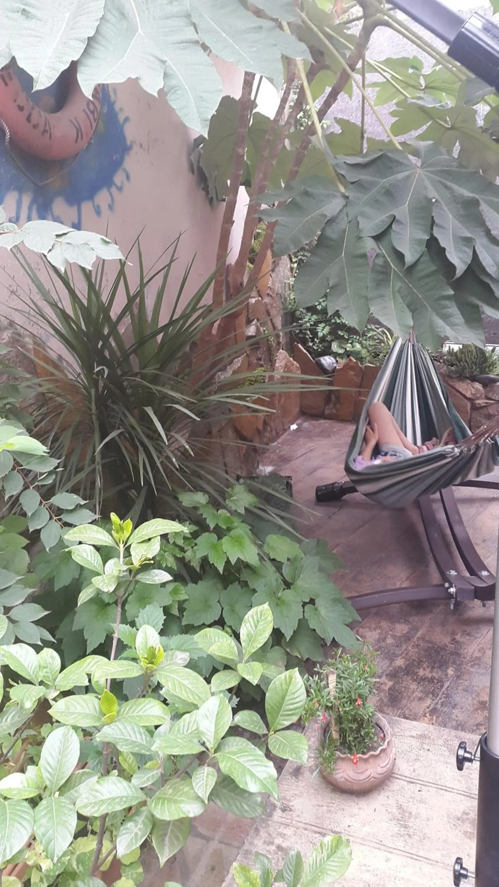 Patio in Guest House Batumi Globus