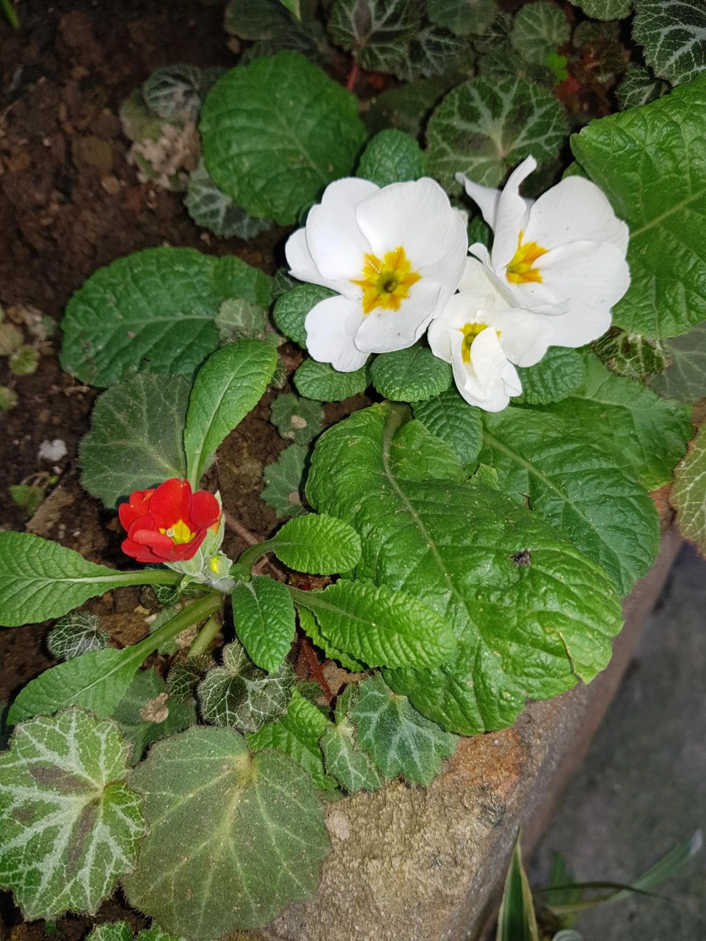 Decorative detail in Guest House Batumi Globus