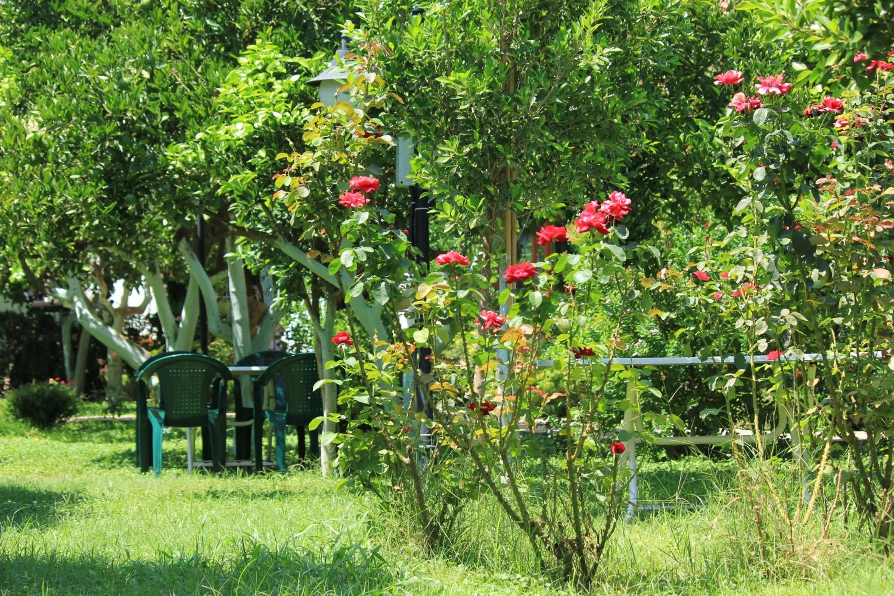 Natural landscape in Mercan Bungalow