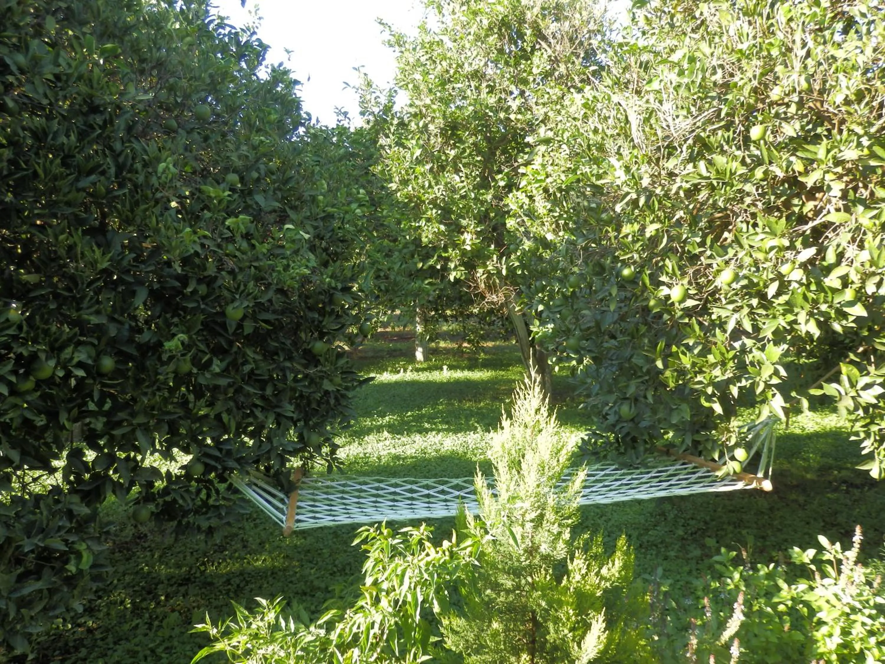 Garden in Mercan Bungalow