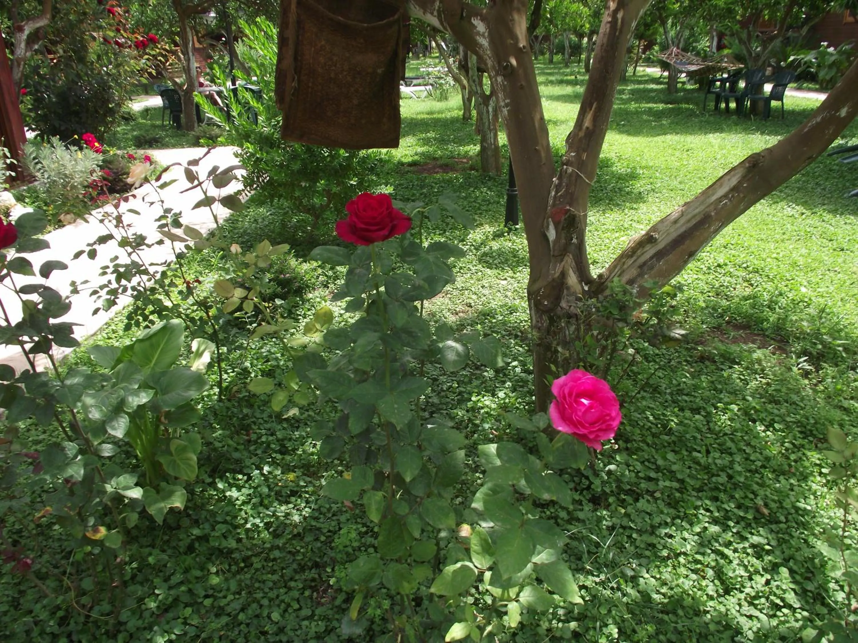 View (from property/room) in Mercan Bungalow
