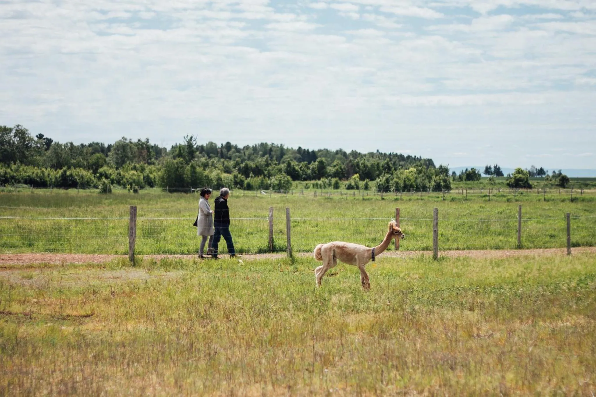 Animals in Hôtel & Spa Le Germain Charlevoix