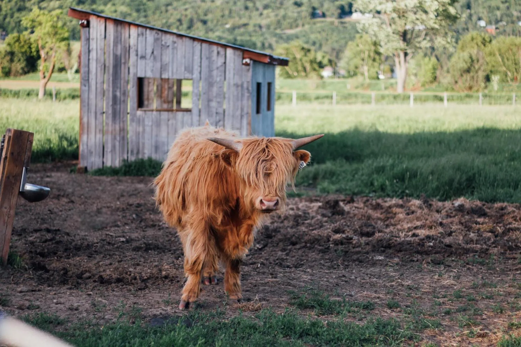 Animals in Hôtel & Spa Le Germain Charlevoix